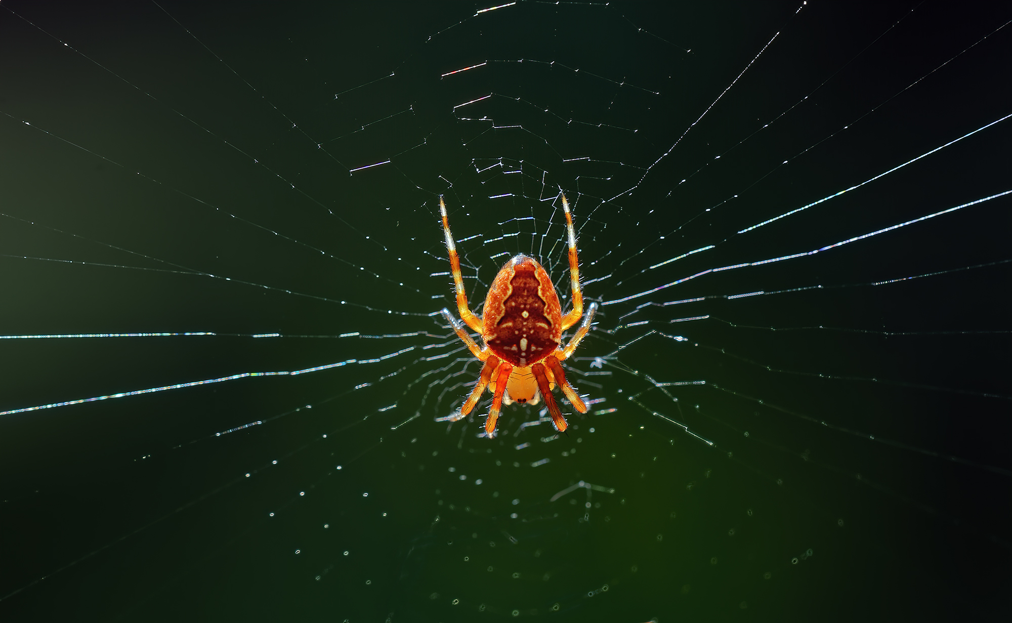 Araneus diadermatus
