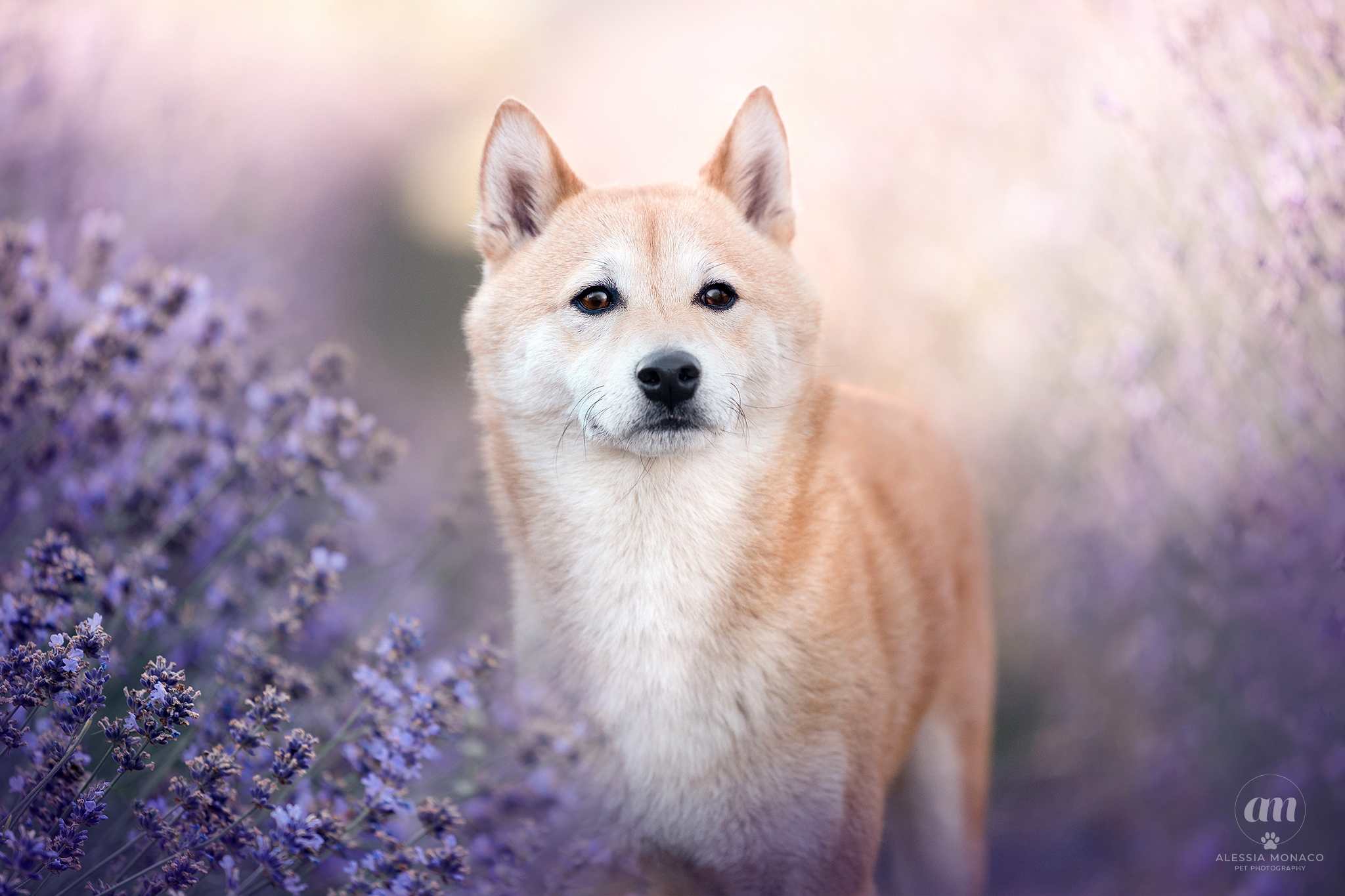 Quentin the shiba