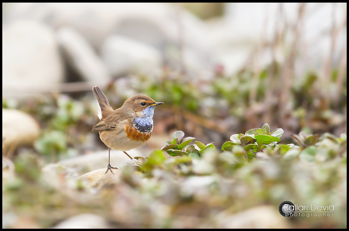 pettazzurro sul fiume argentina