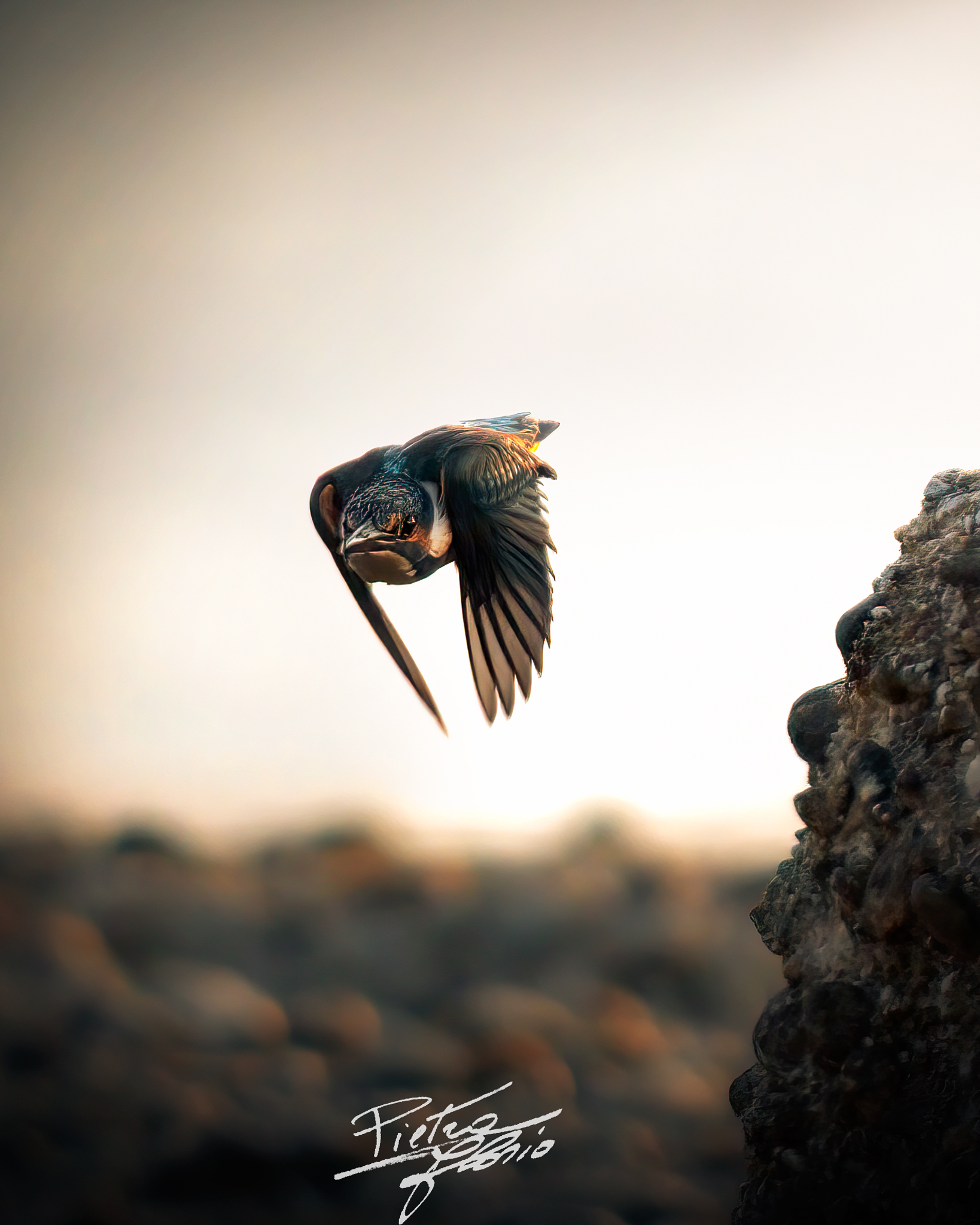 Lo stacco del martin