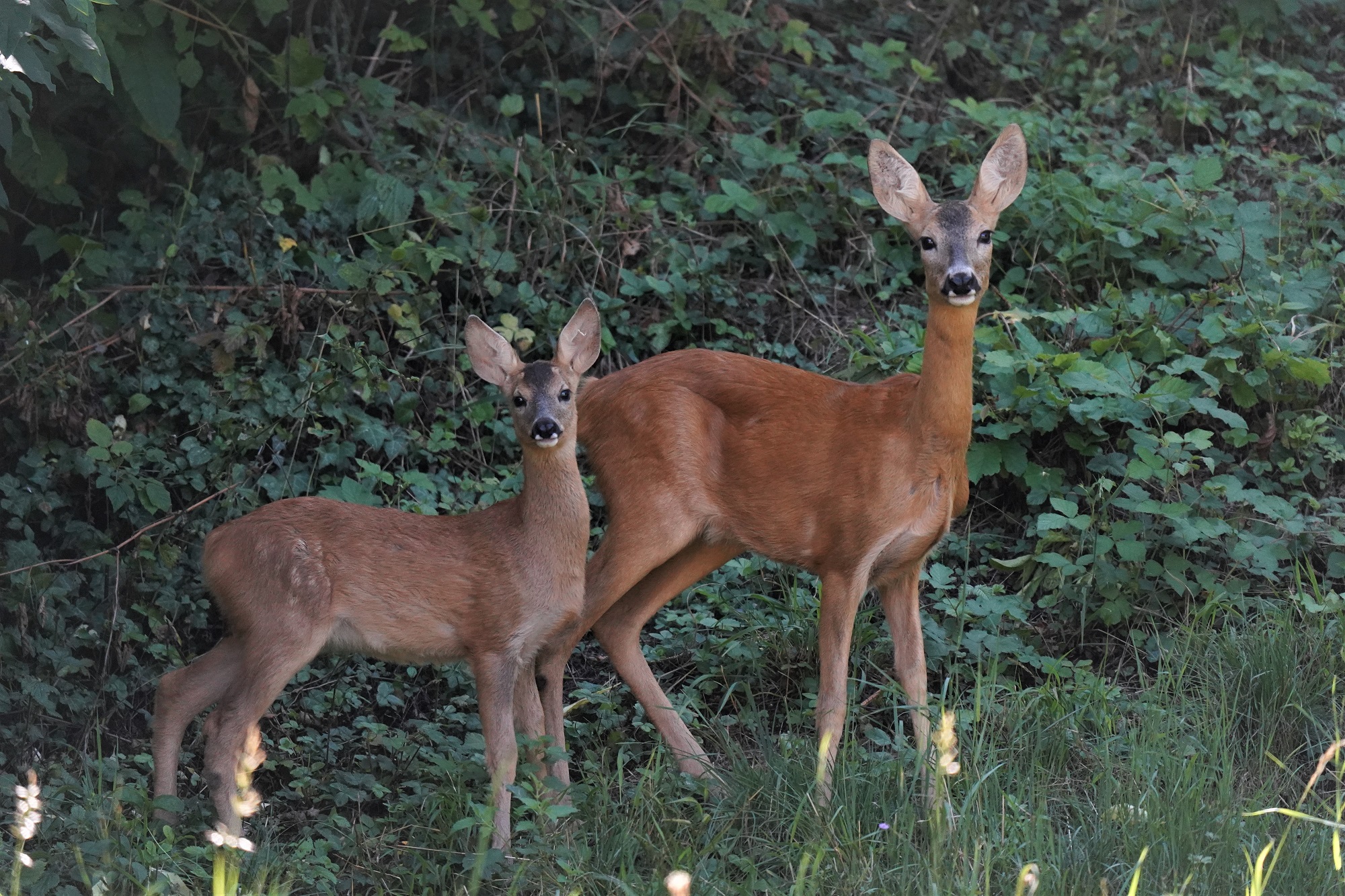 ... because two is better than one...