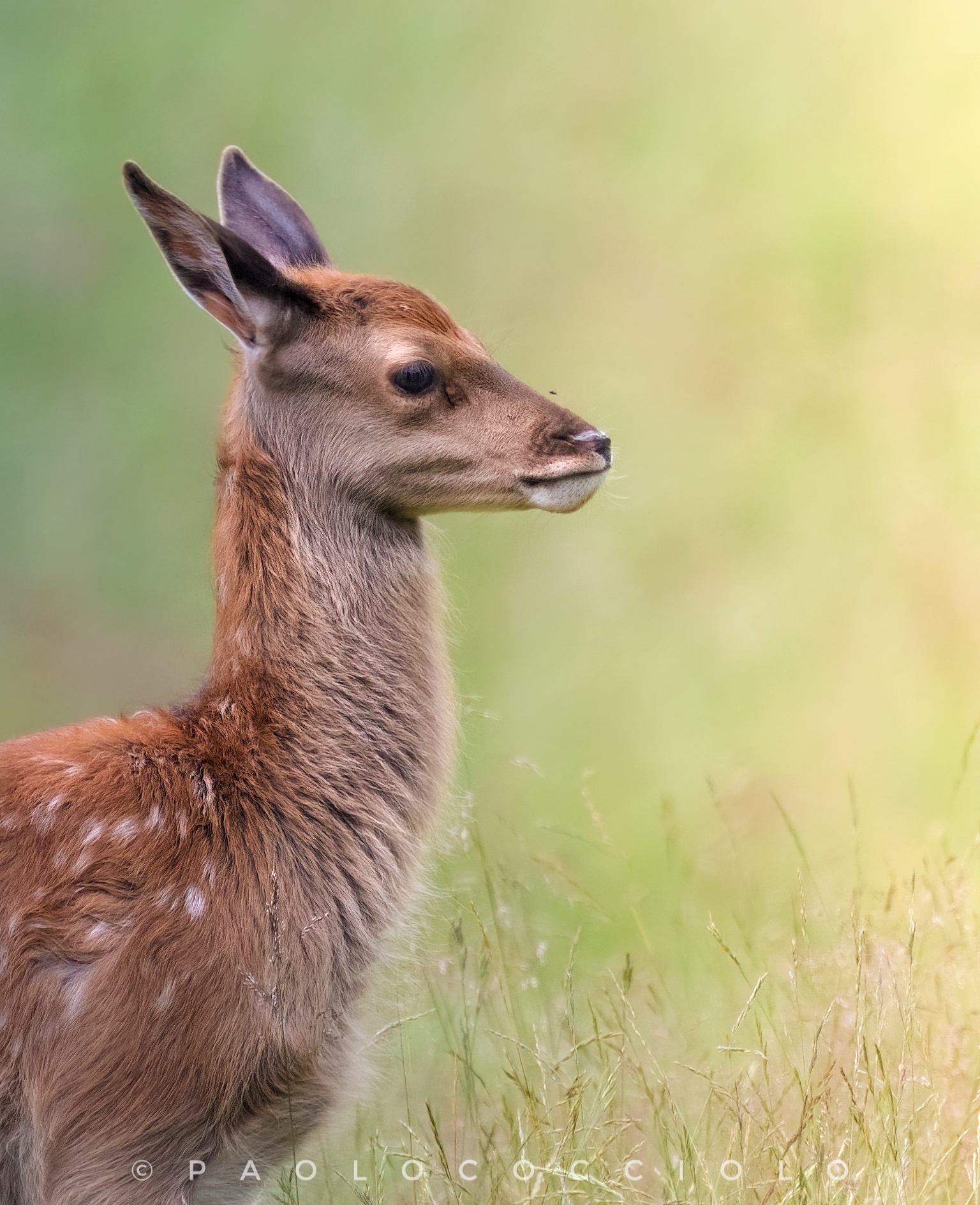 Cucciolo con sguardo alla madre