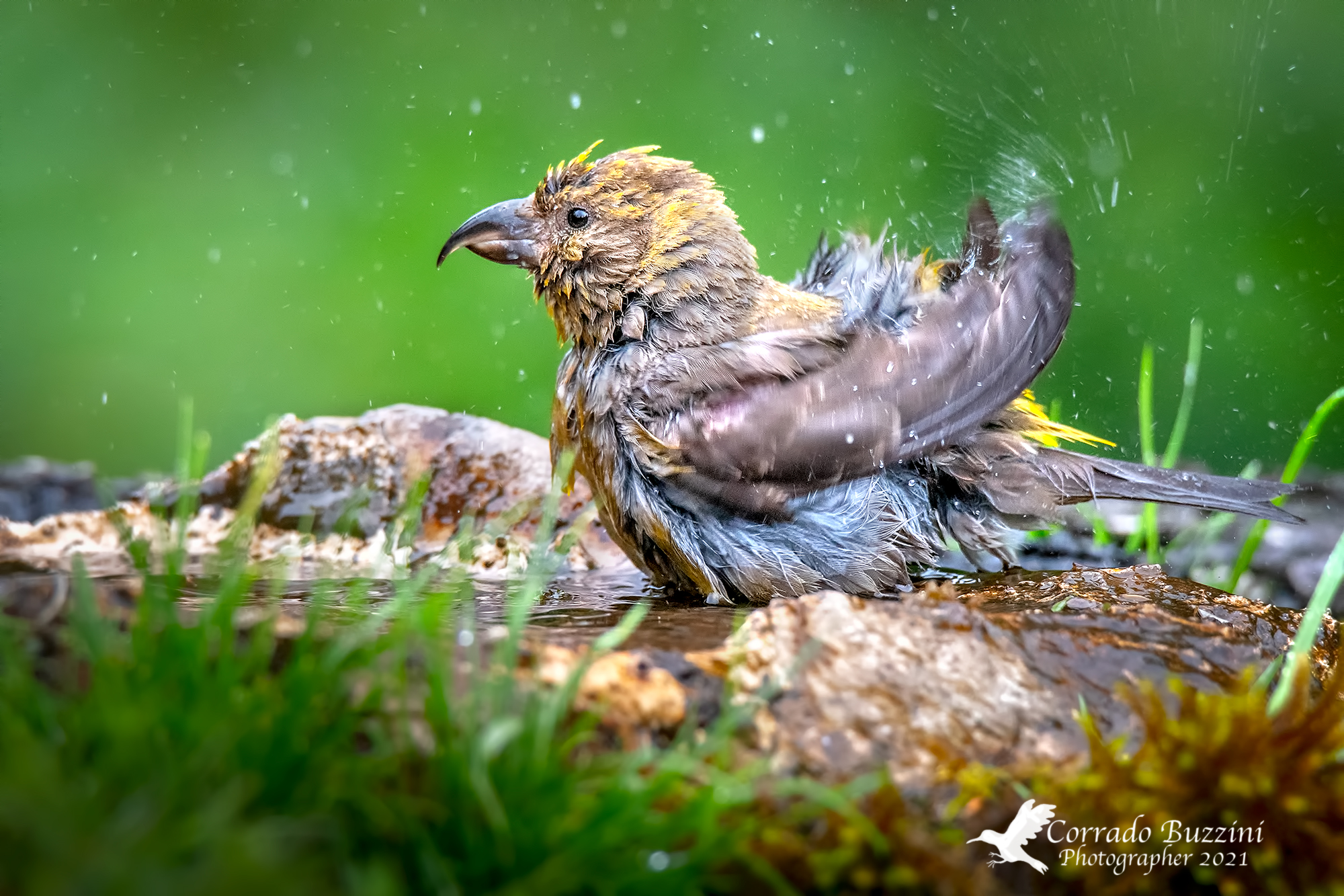 Female cruises while bathing