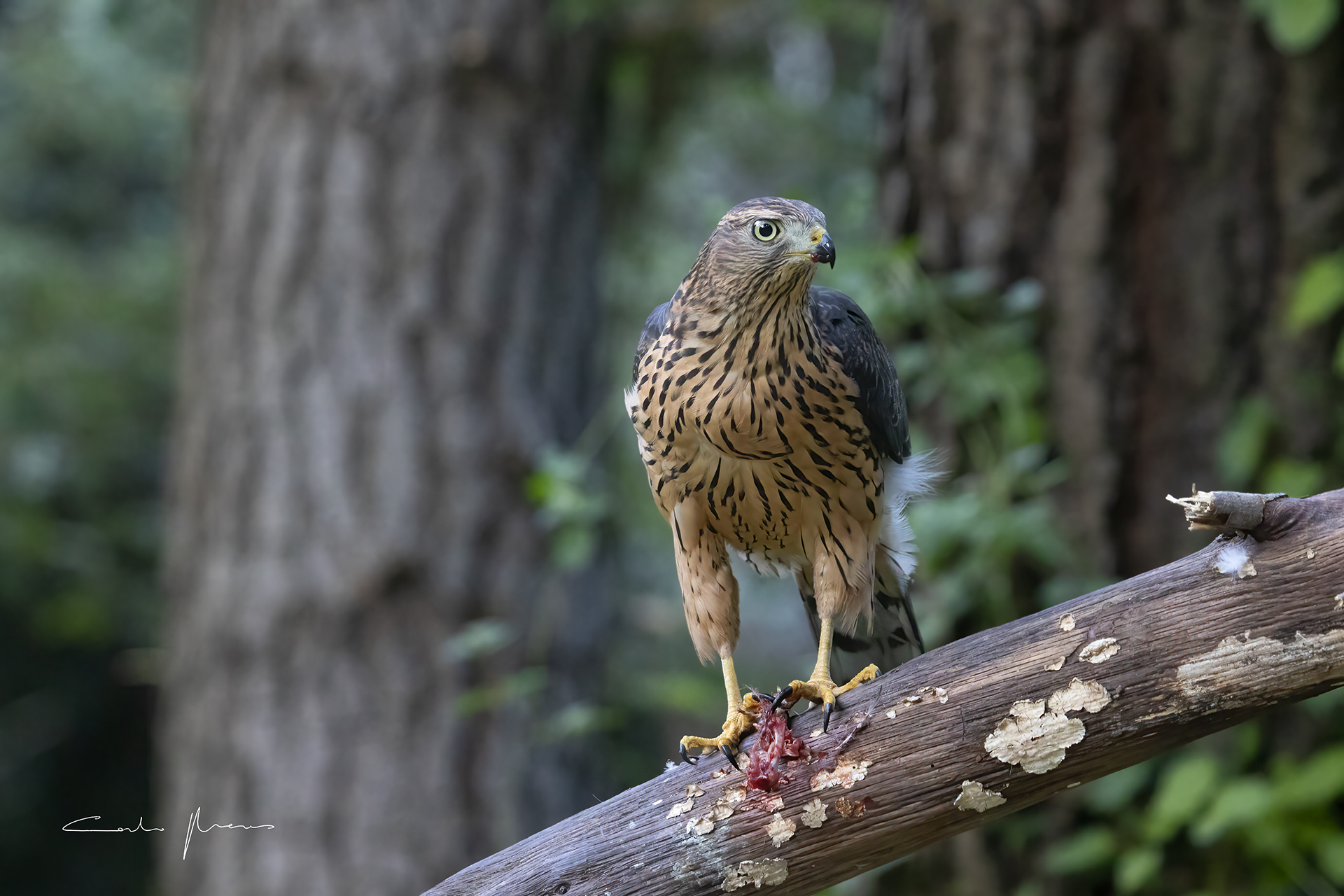 Sardinian goshawk, young male