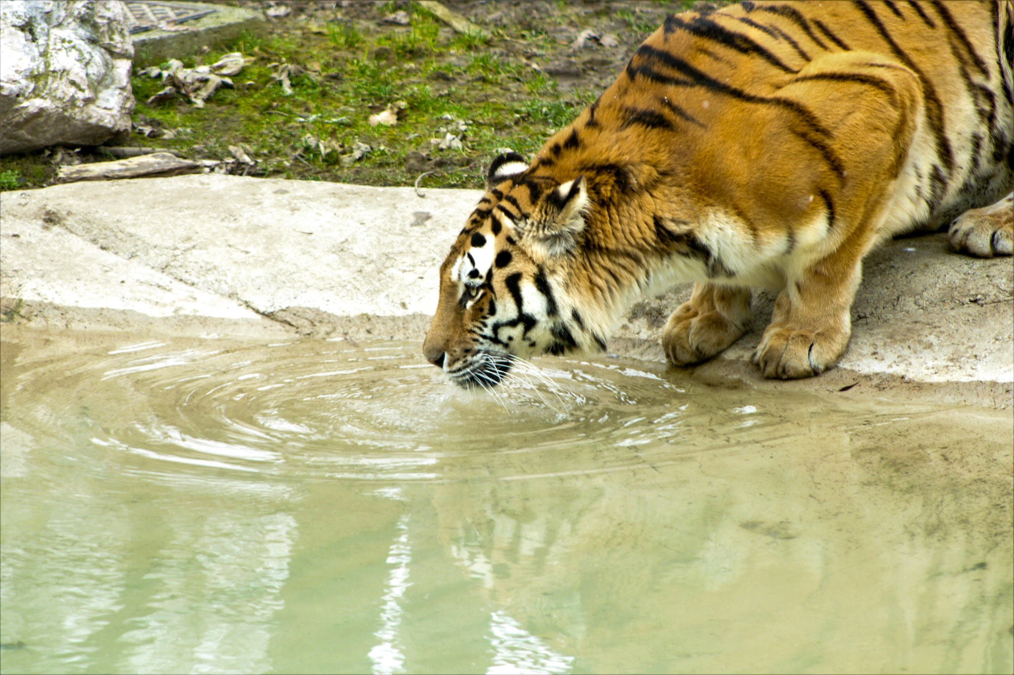 Wildlife park the corneas