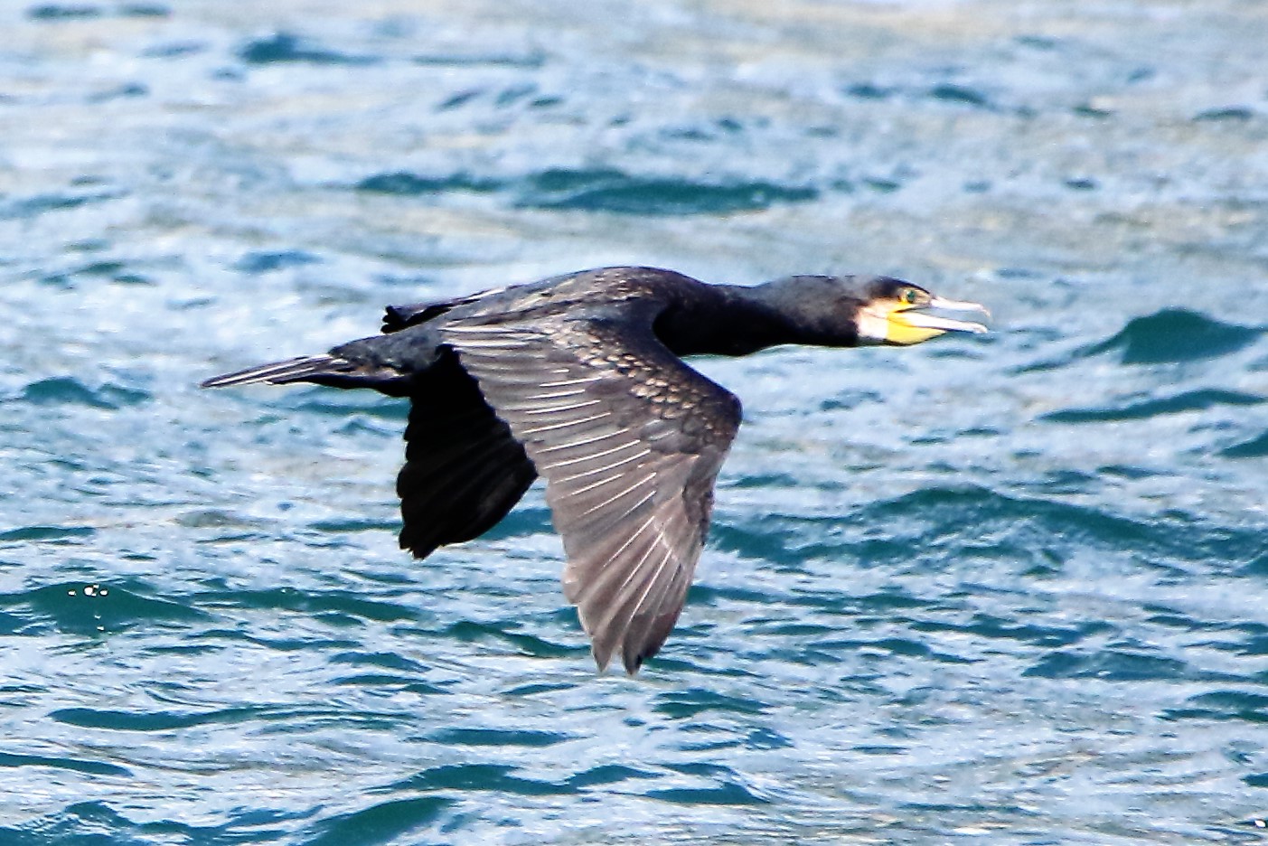 Cormorant in flight