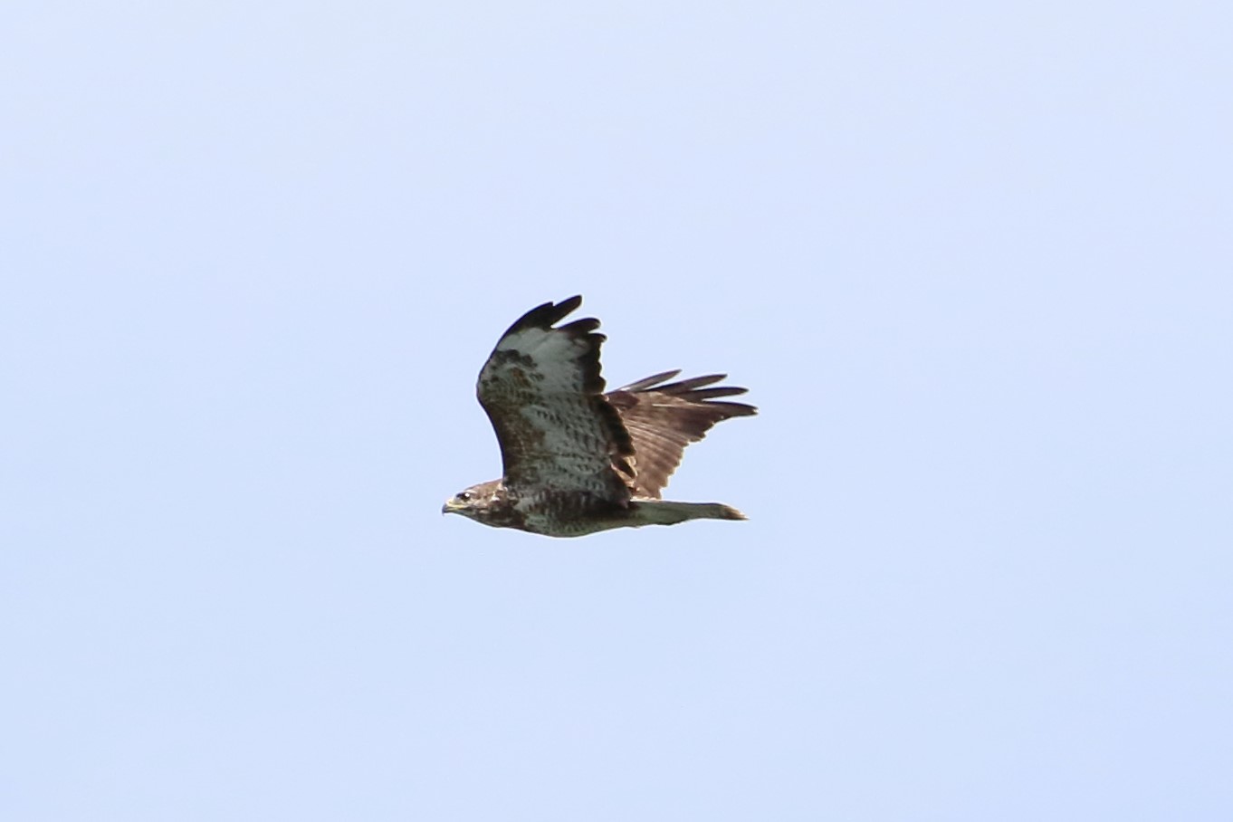 buzzard
