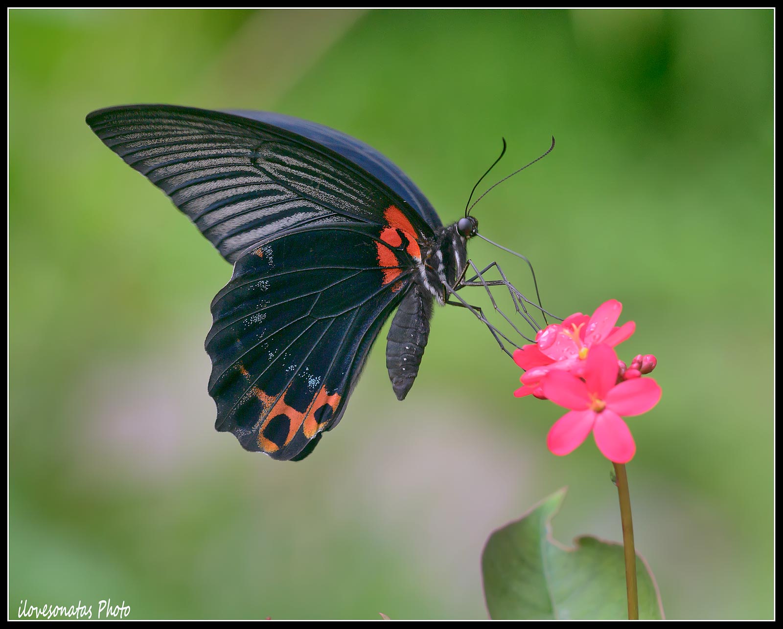 Avere una colazione!