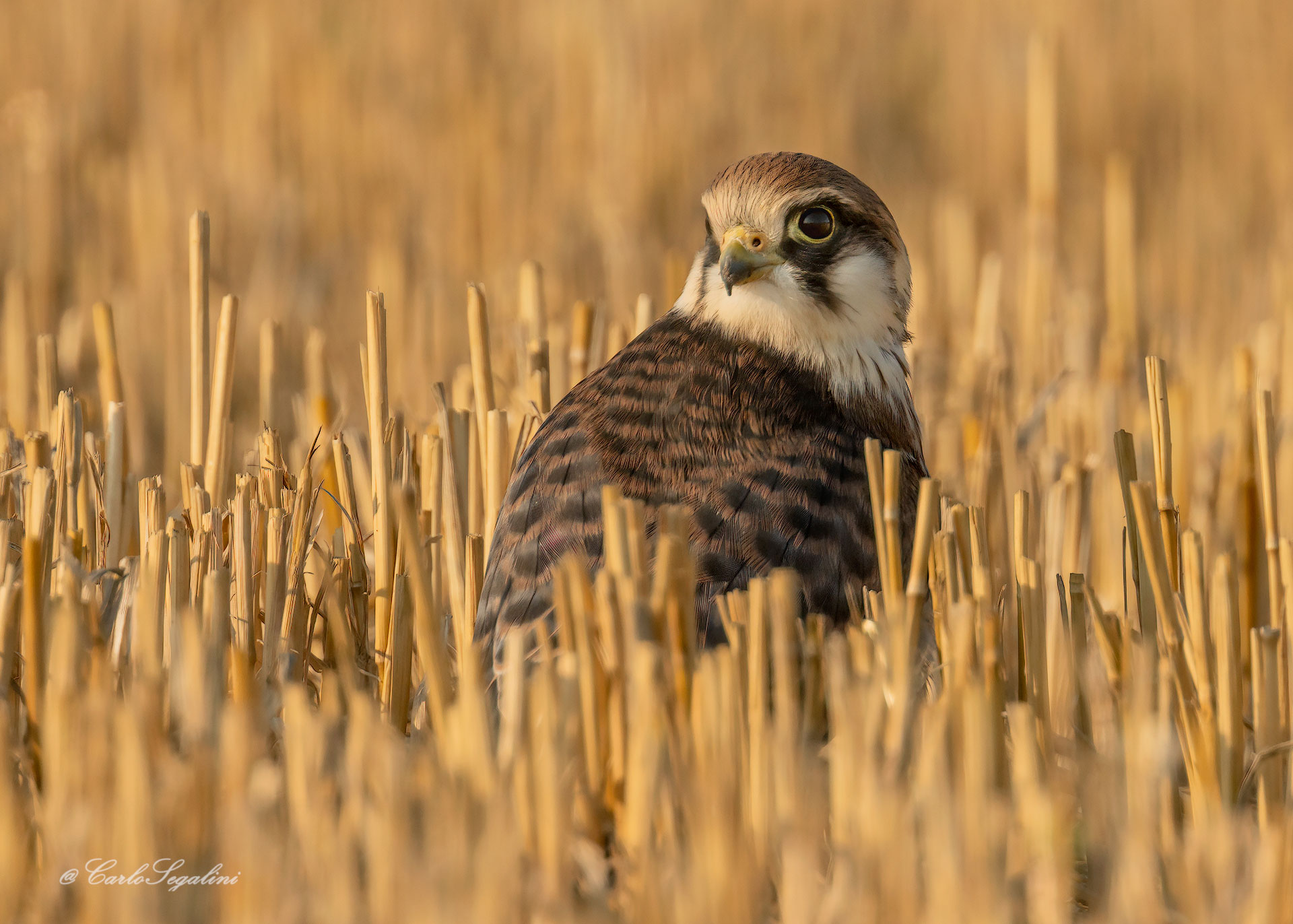 il giovane Cuculo (falco)