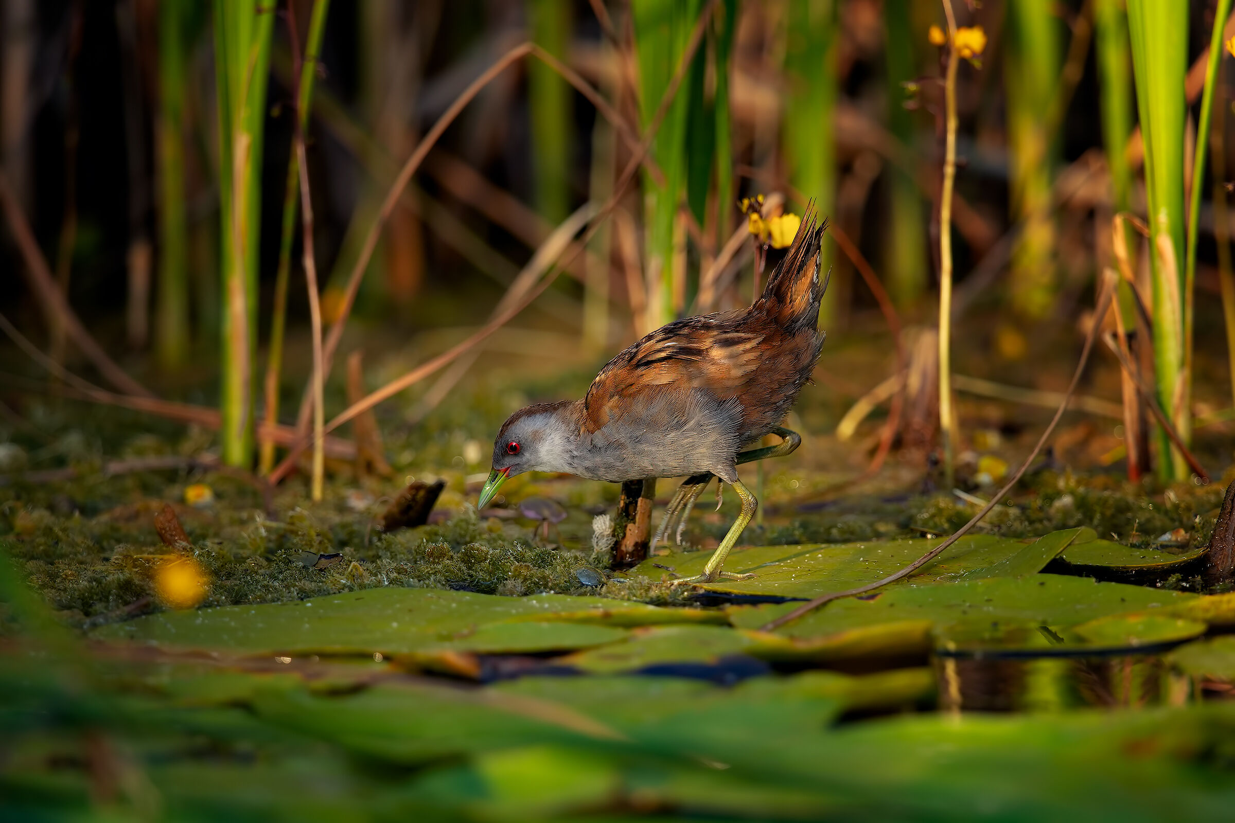 little crake