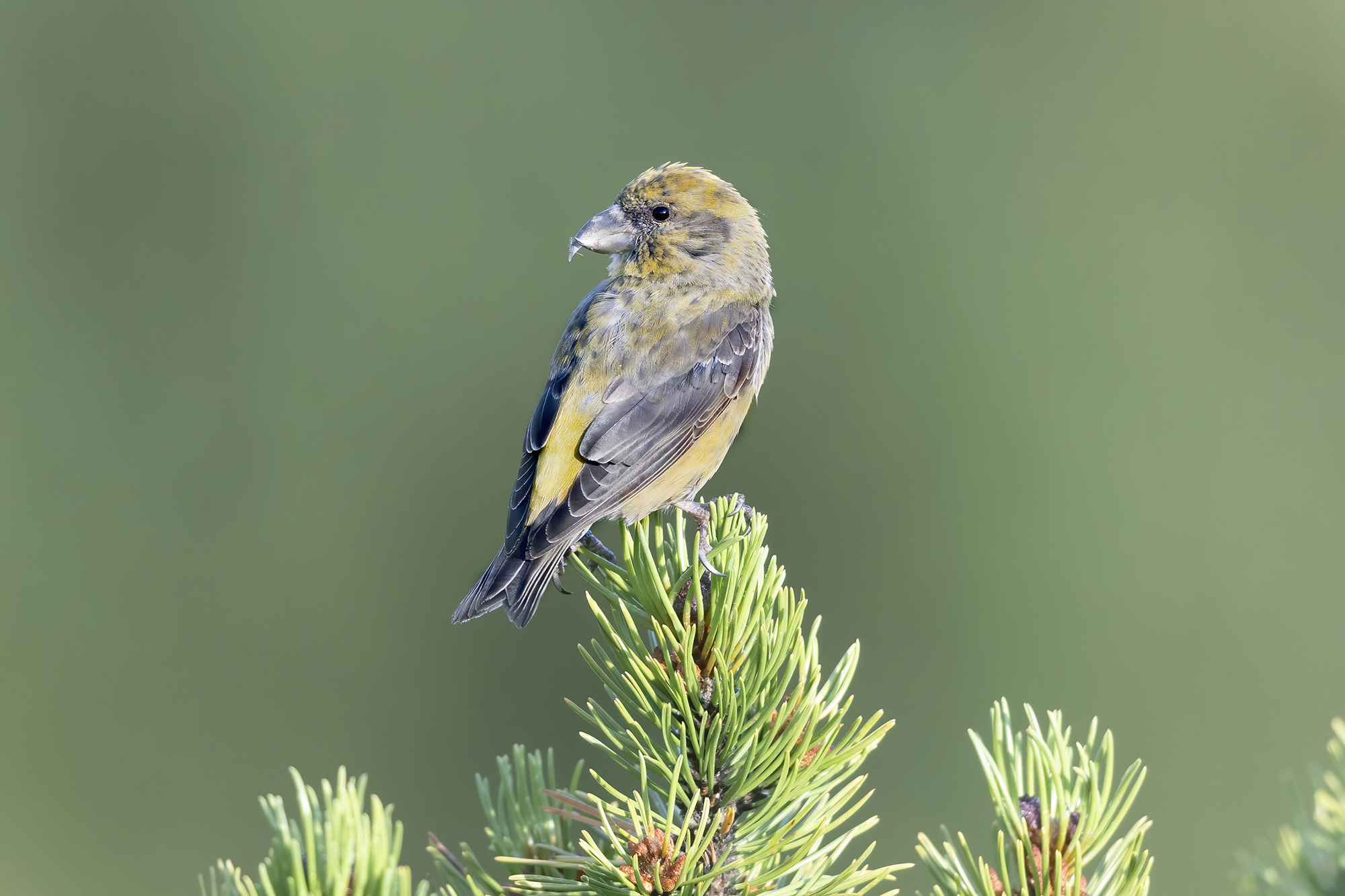crociere laghi cancano