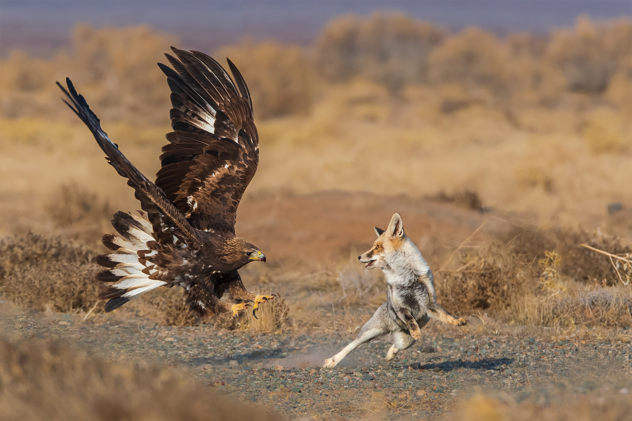 Nikon d500, sigma 150_600s,1/1600 ,f:8 ,iso1000, fl400