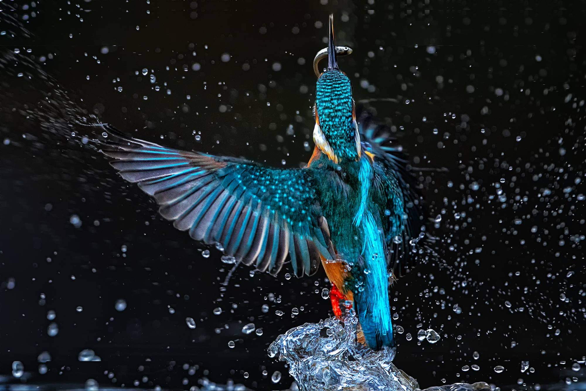 Martin pescatore su sfondo scuro