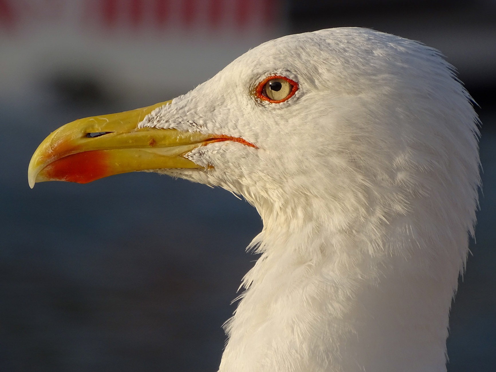 Seagull profile