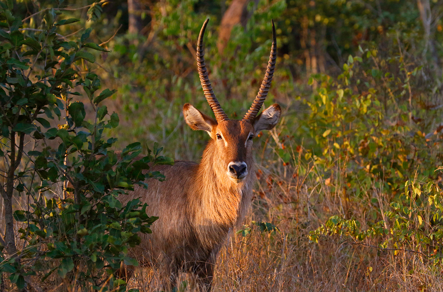 Waterbuck at sunset