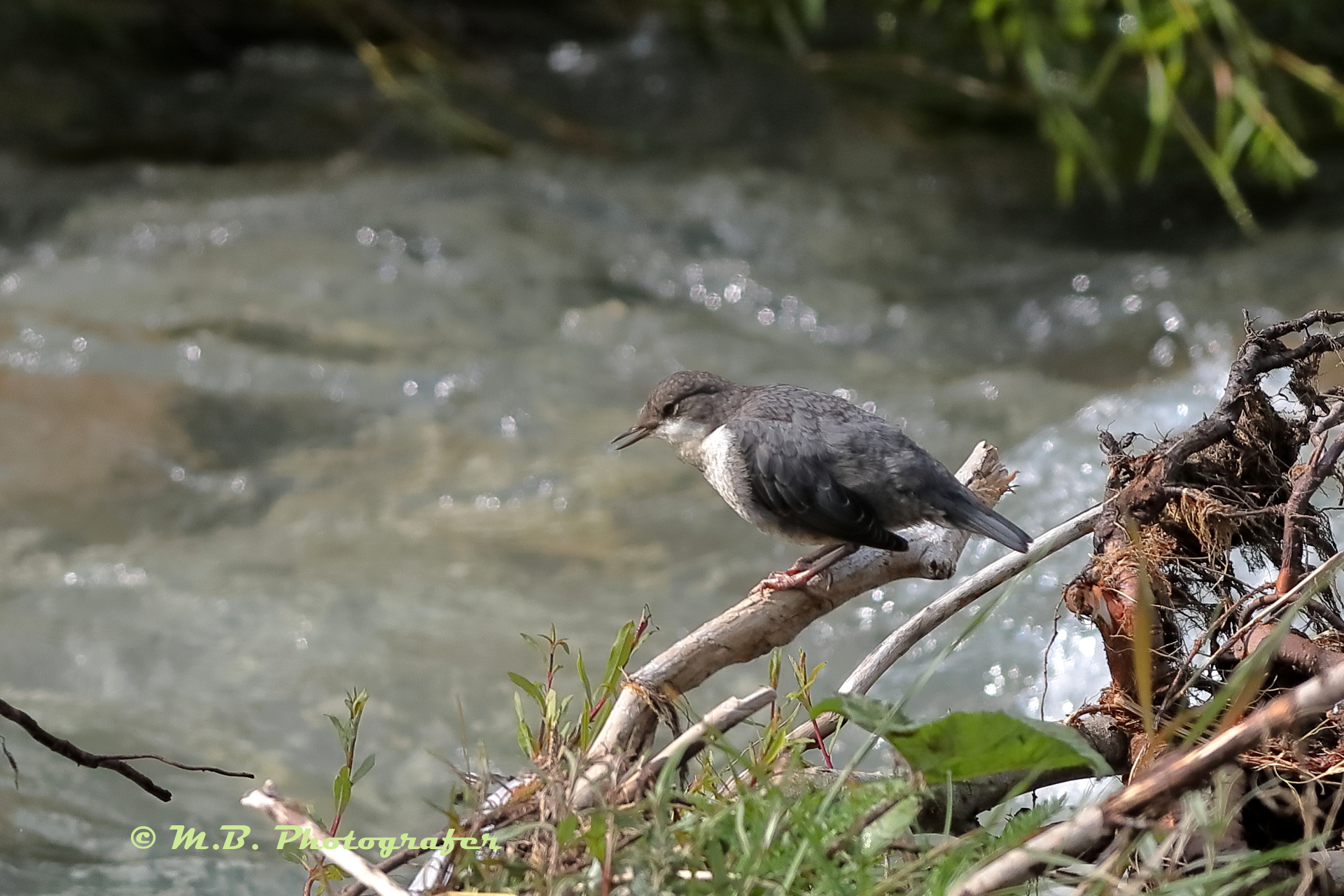 Merlo acquaiolo Juv. ambientato - Val di Fassa