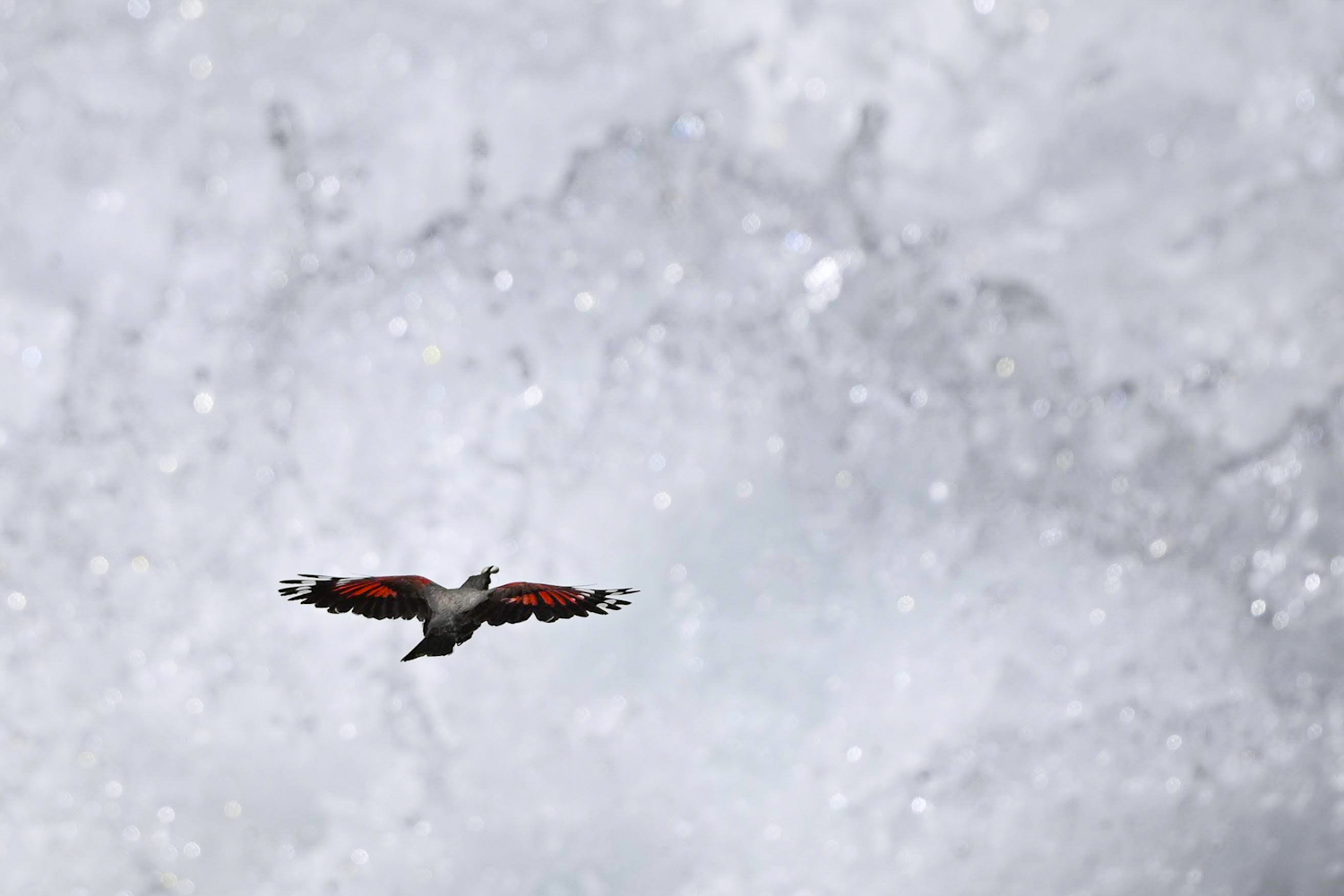 Muraiolo o acquaiolo?