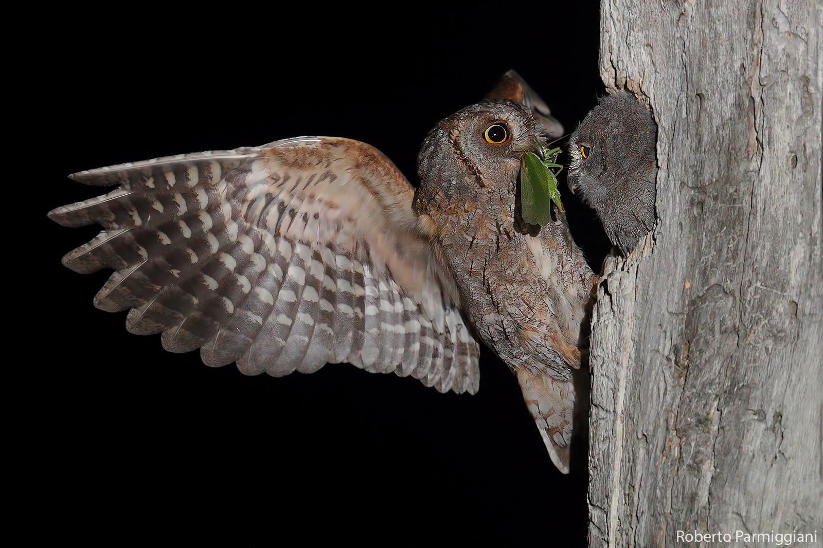 Assiolo e alimentazione pullo