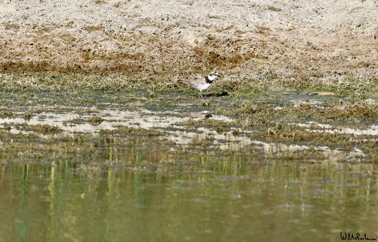 Little ringed plover