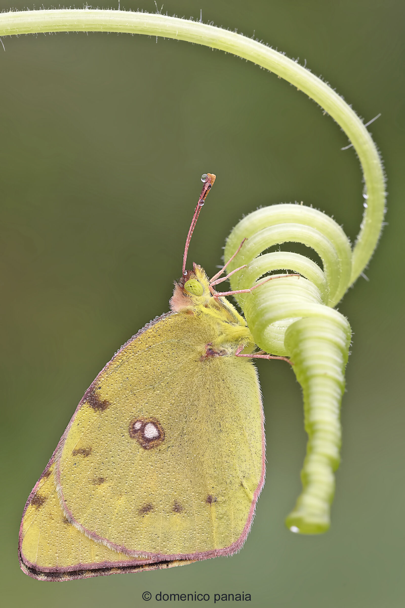 Colias