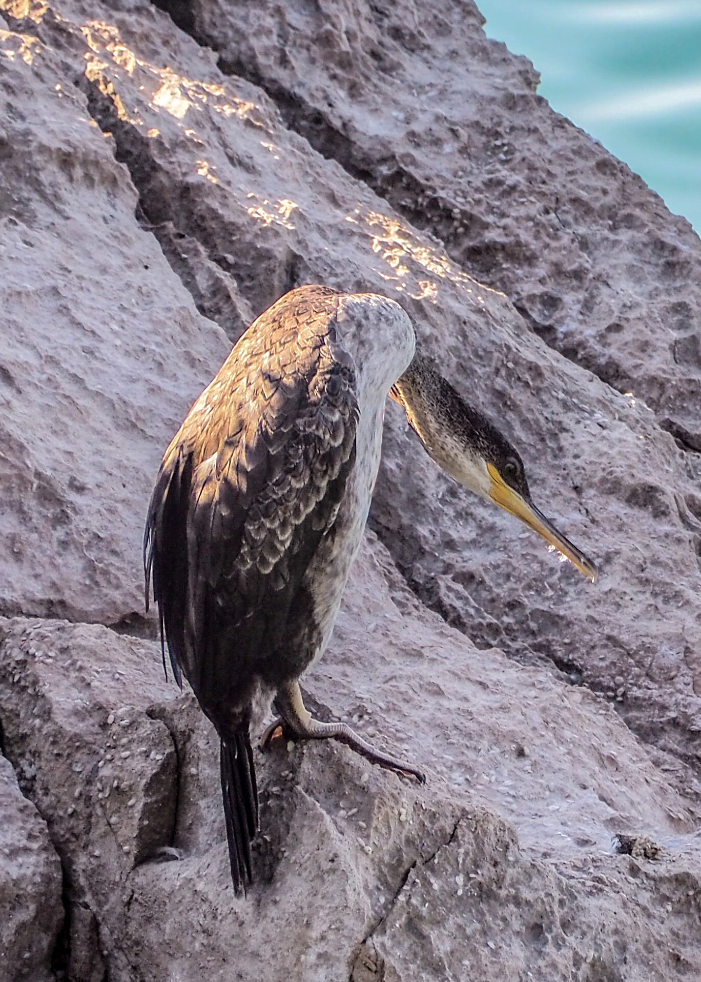 Cormorano
