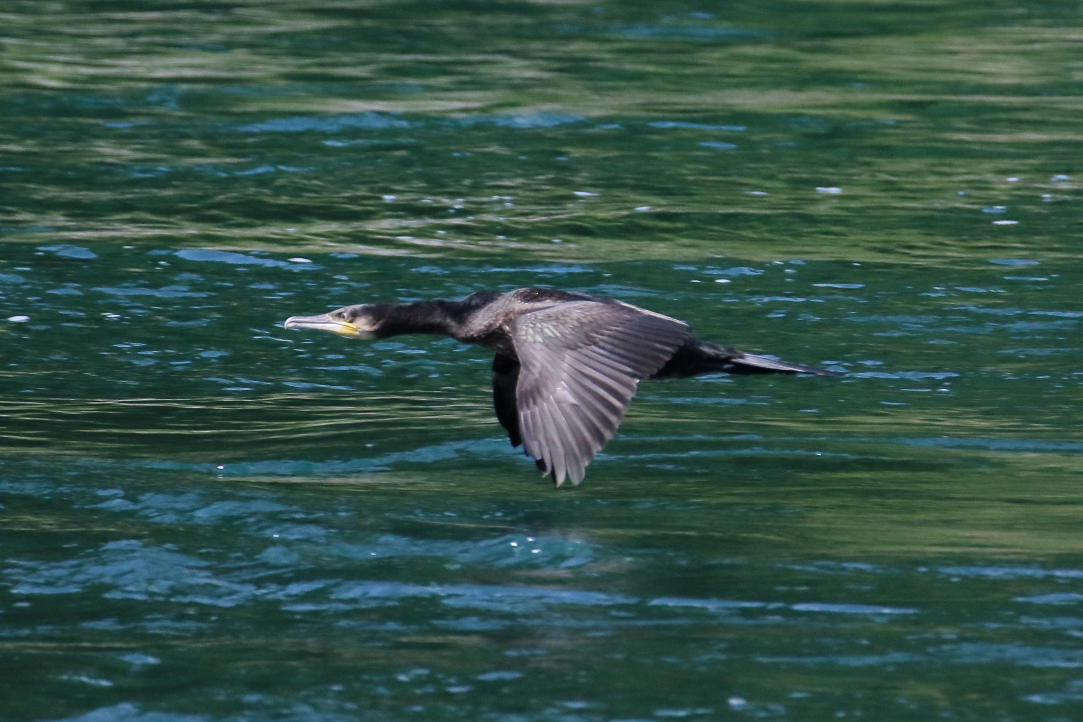 cormorant