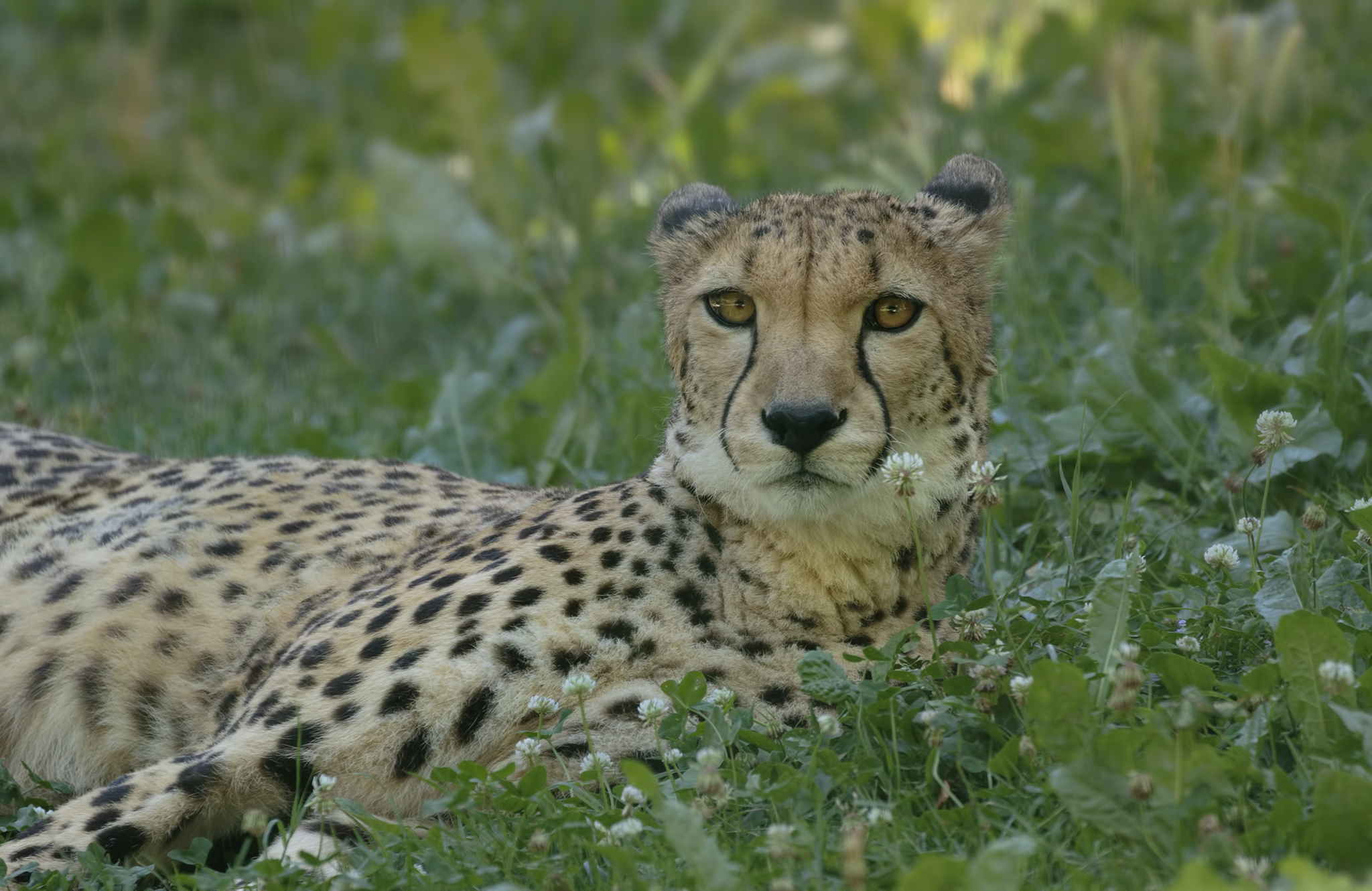 Lo sguardo del ghepardo