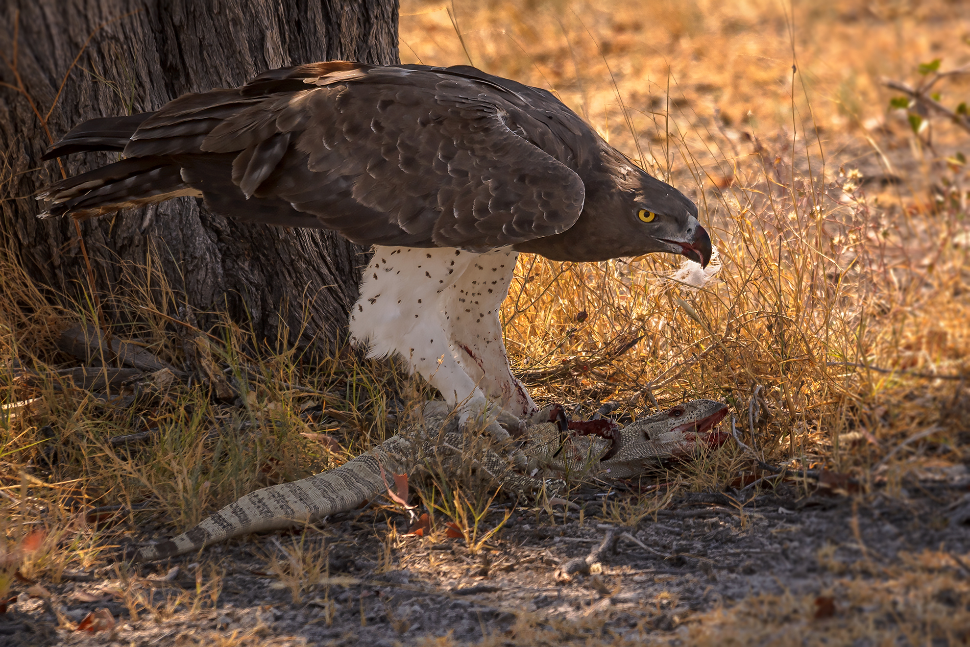 Martial Eagle catch Varanus