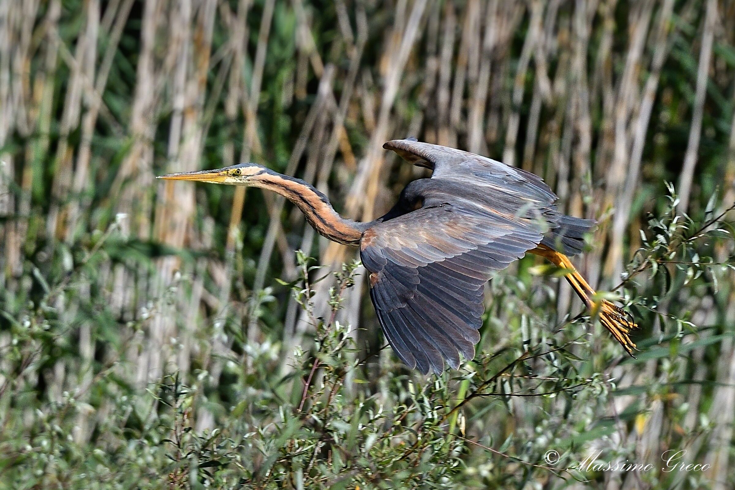 Airone rosso (Ardea purpurea)