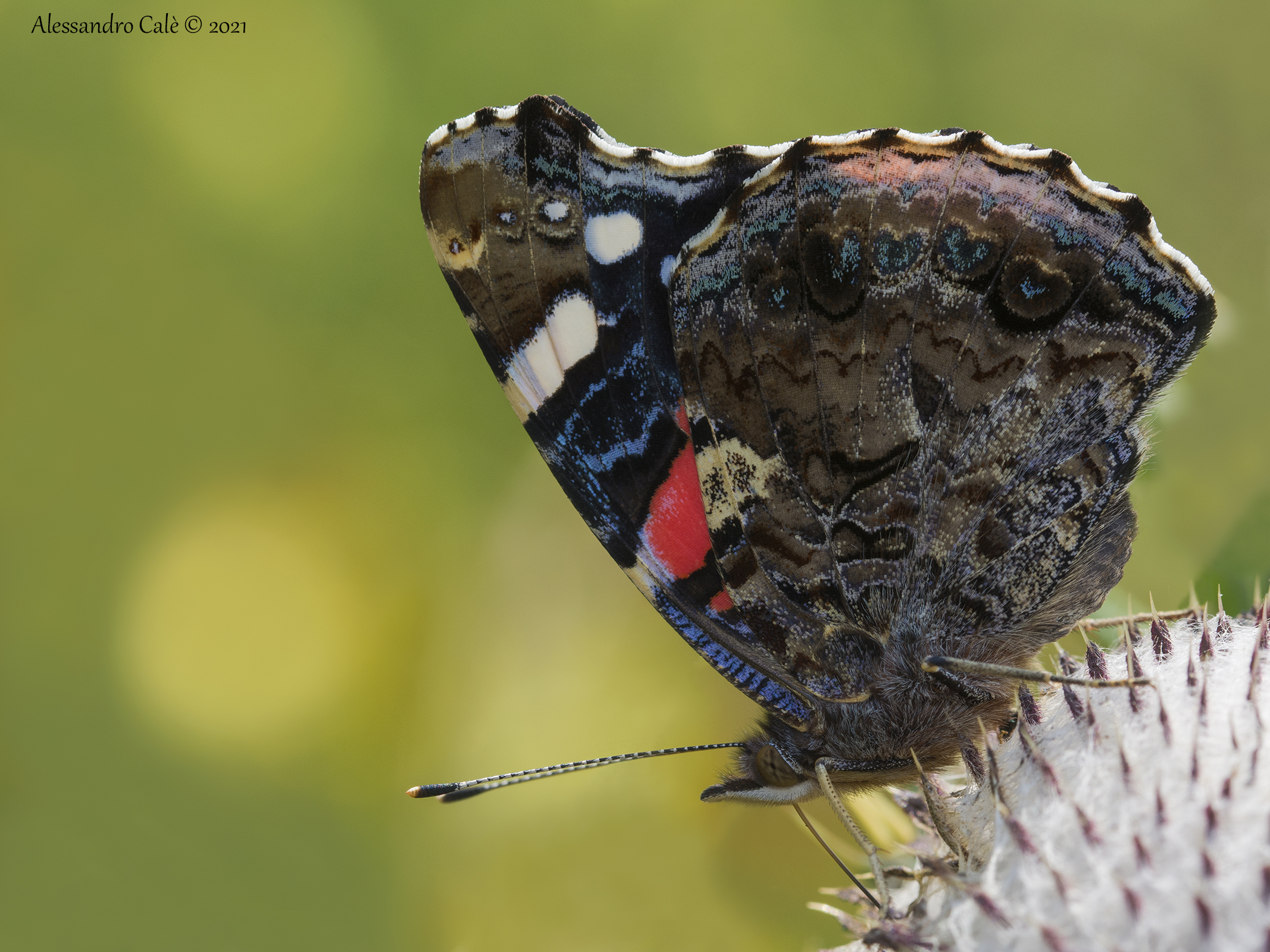 Vanessa atalanta (Vulcano) 4229