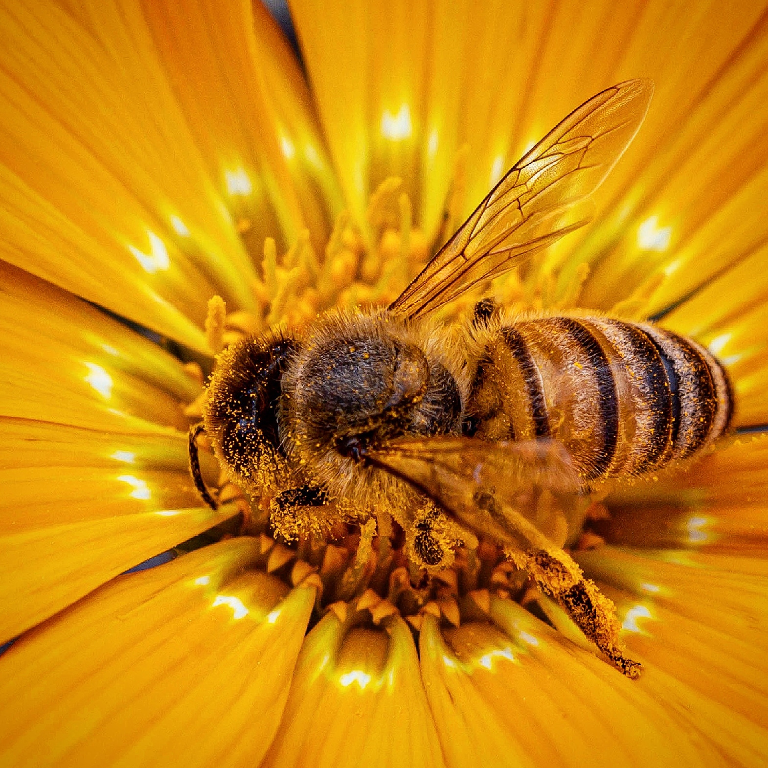 Small industrious bee