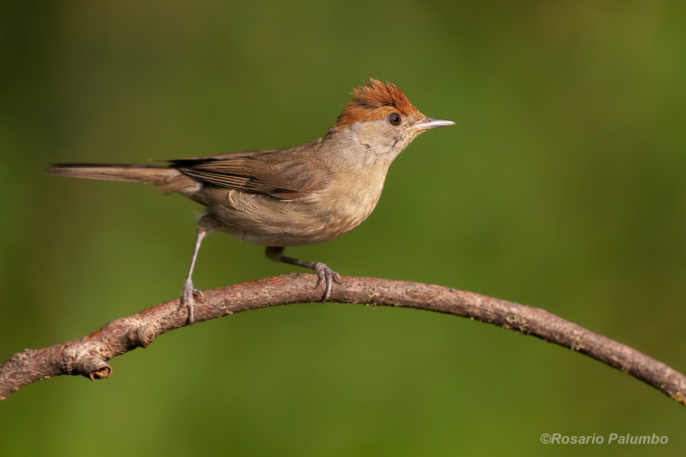 Female black cap