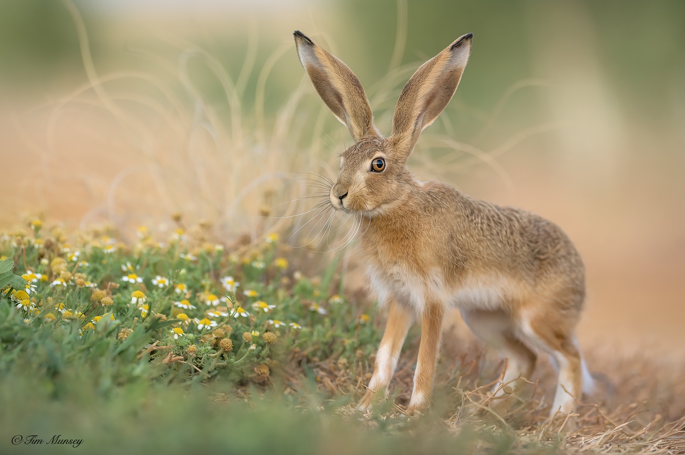 Young Hare