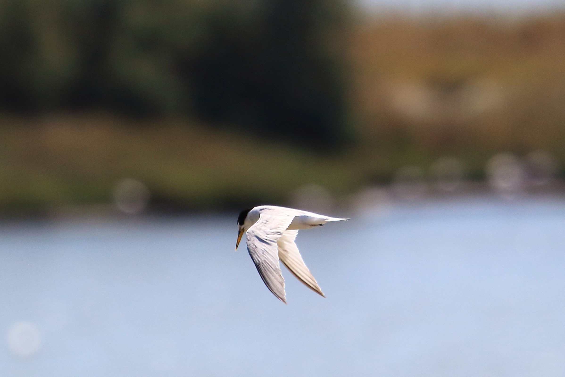 Sterna in volo di osservazione