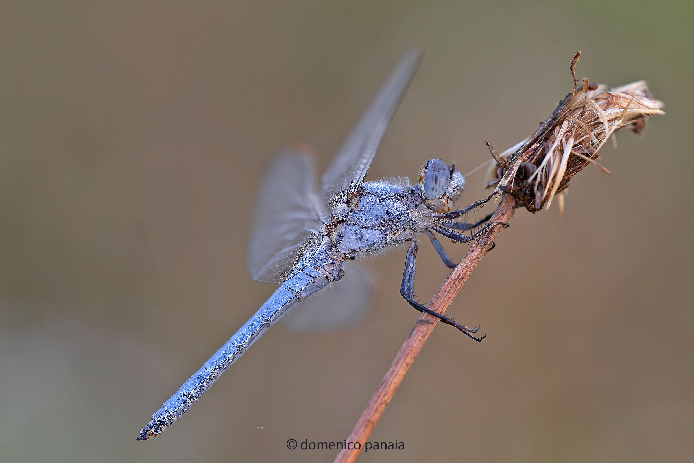 Orthetrum brunneum