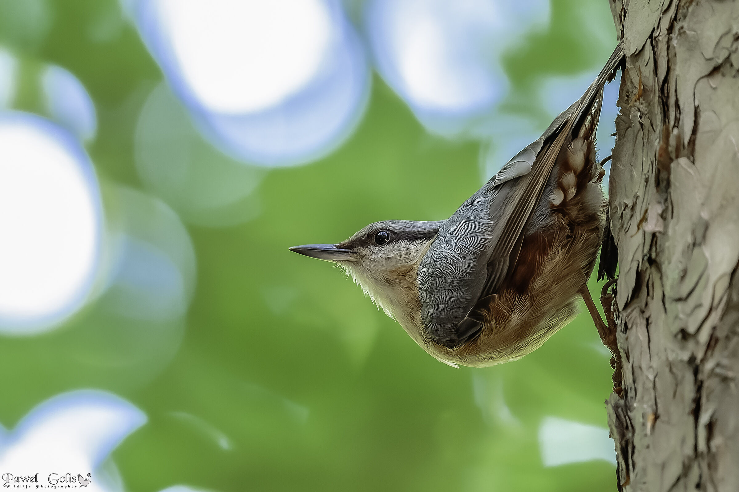 Nuthatch (Sitta europaea)
