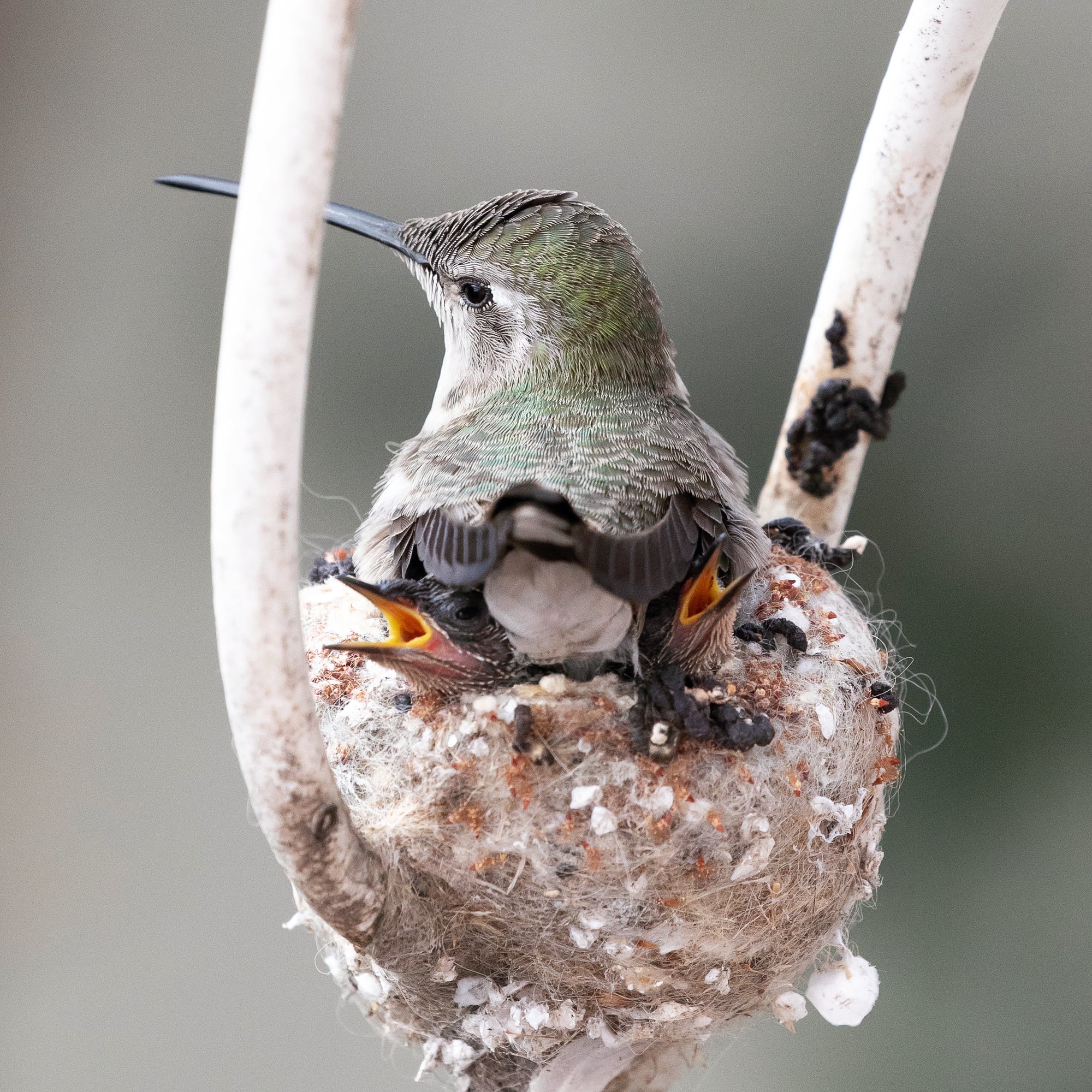 Amélie the Hummingbird