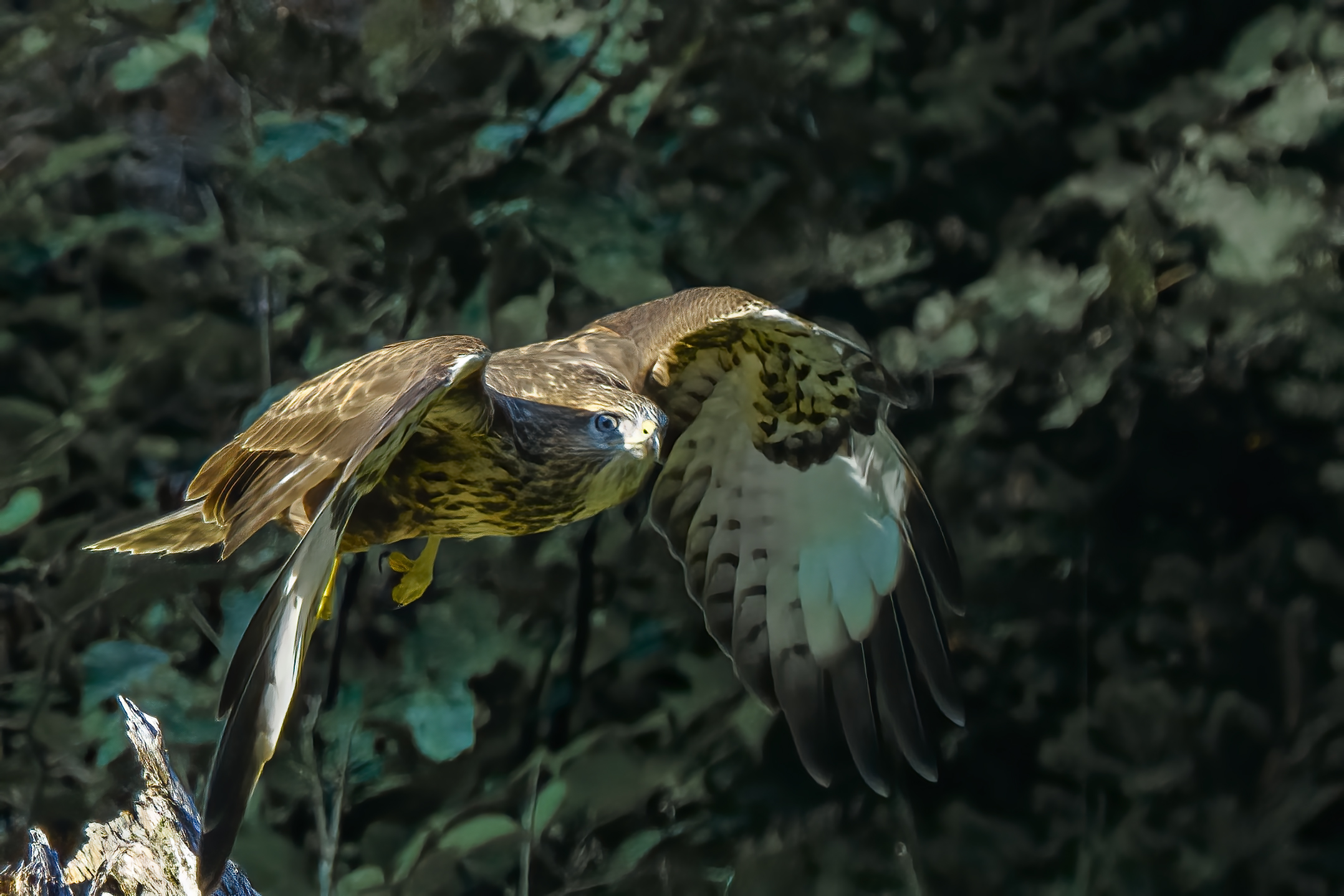 Poiana in volo ( croppata )