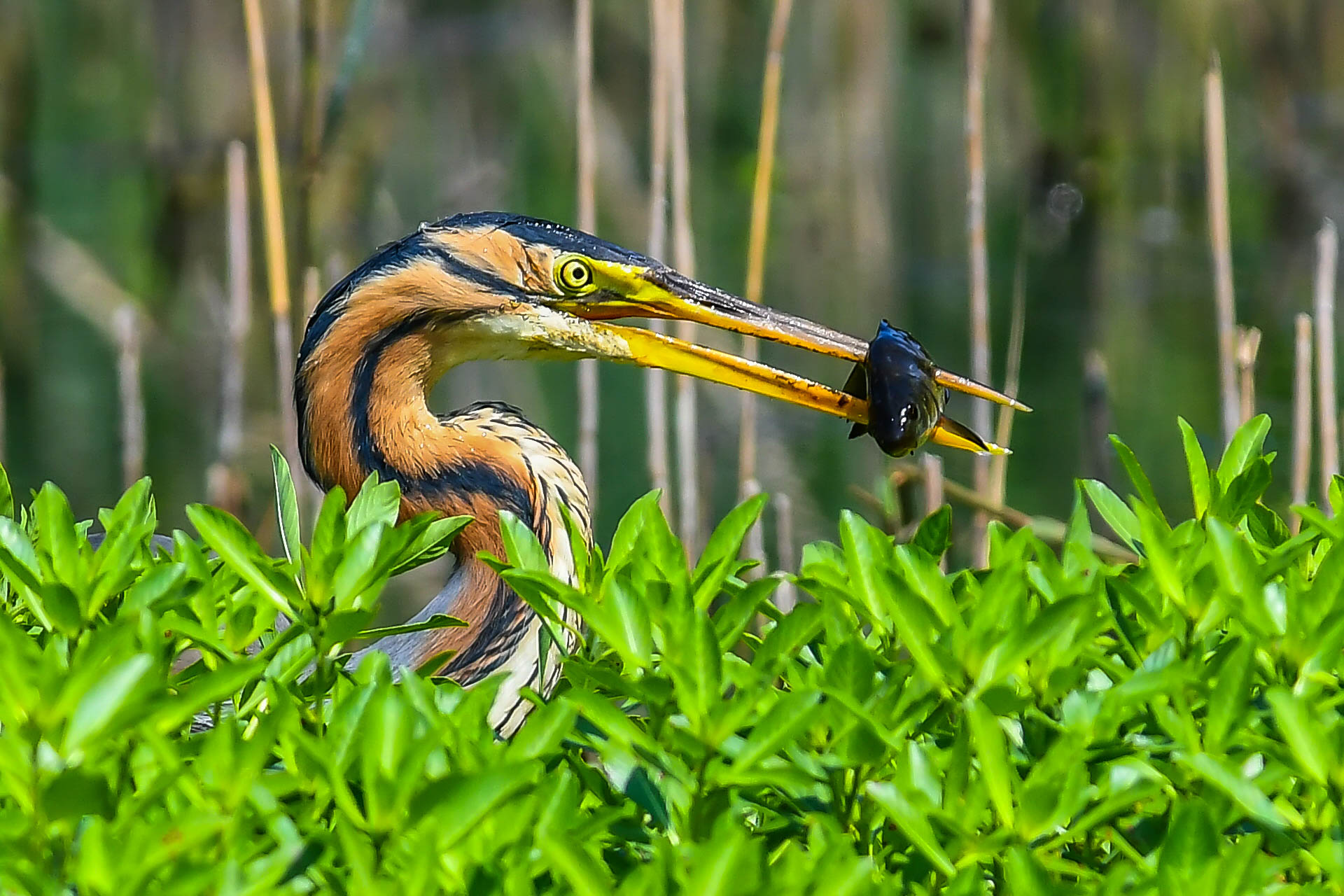 Purple heron