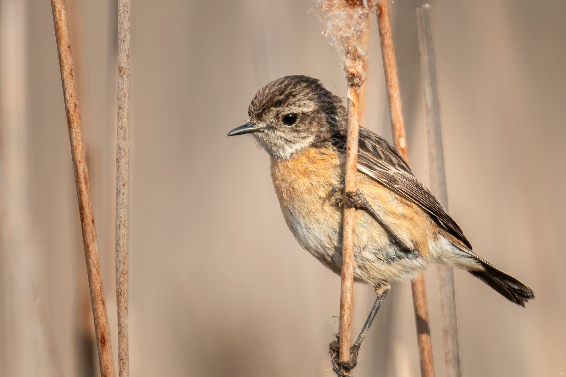 Maracinar negru, femela.