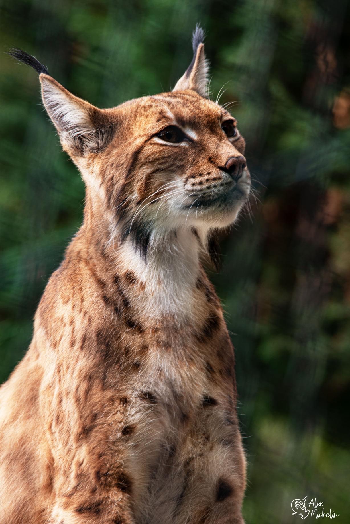 Lince