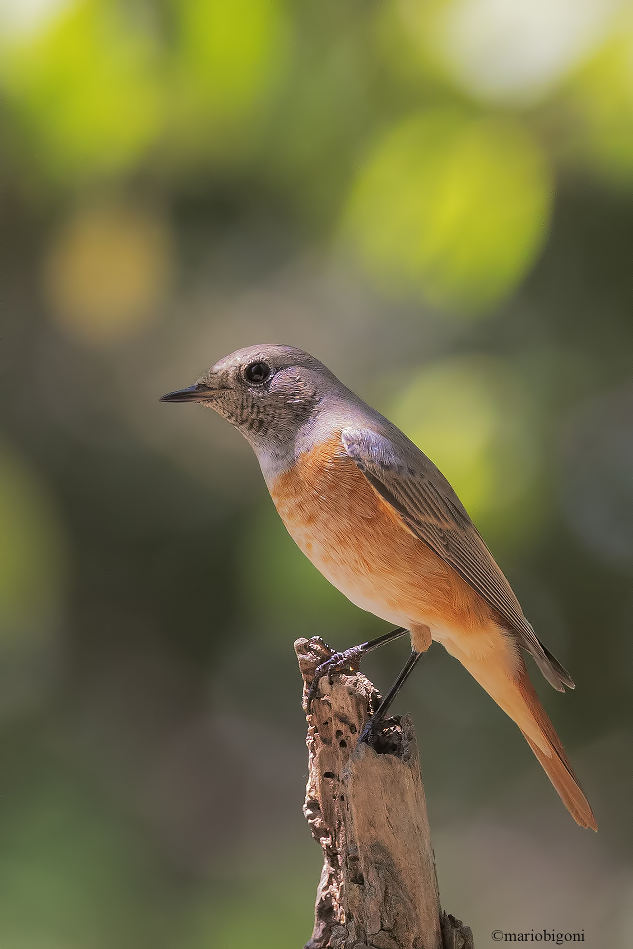Common redstart