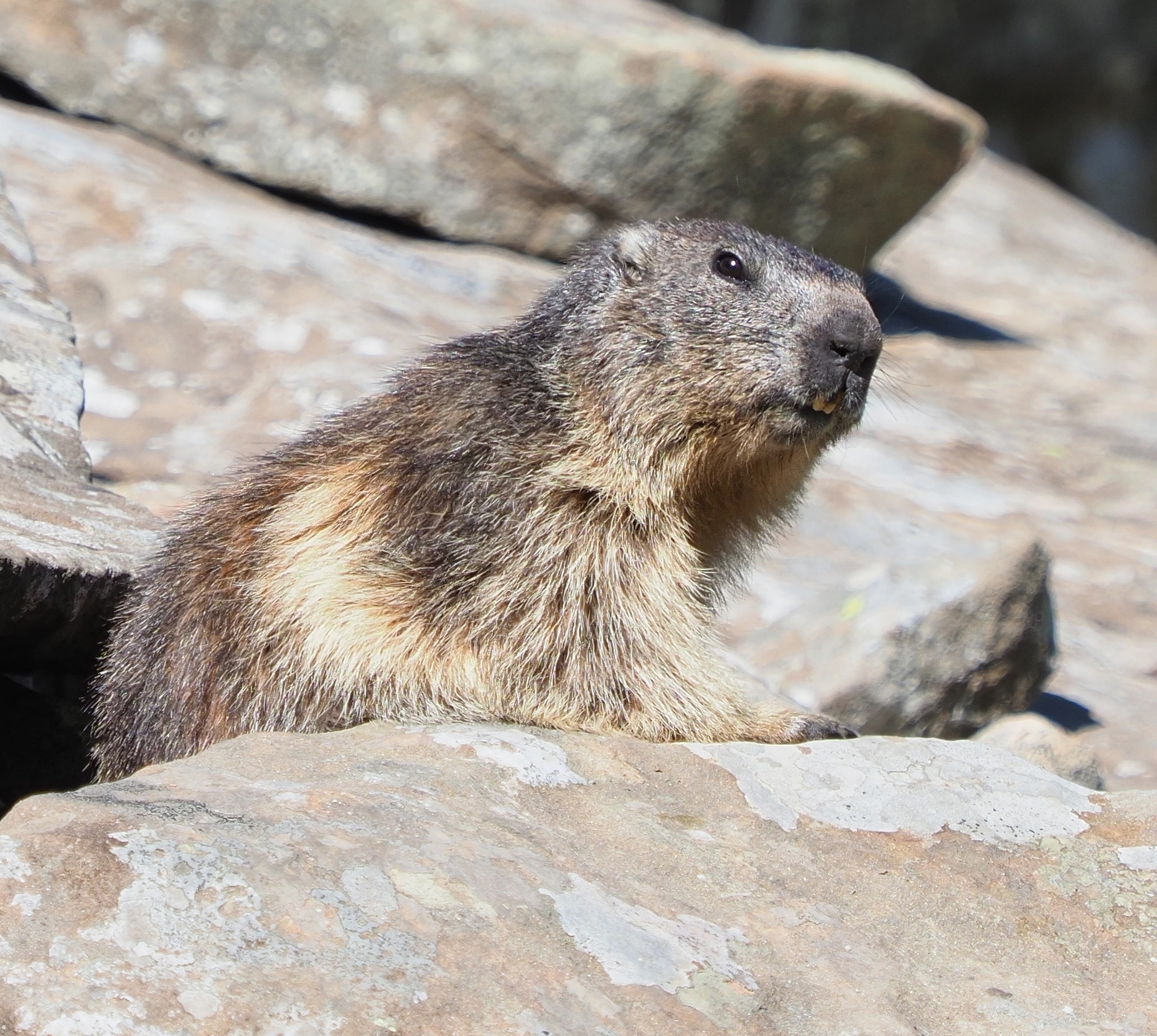 Marmotta dell' Appennino Tosco Emiliano