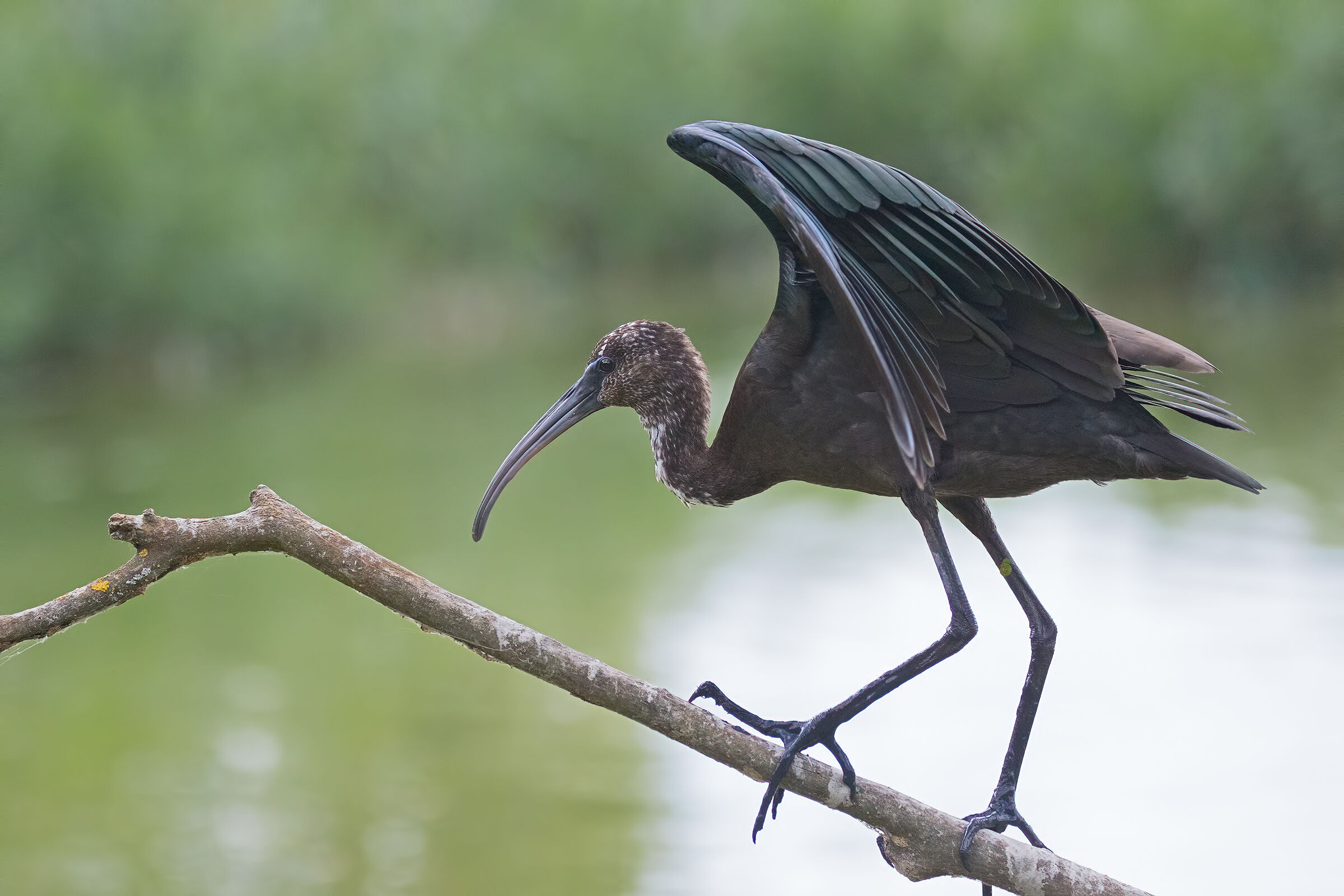 Arriva il Mignattaio