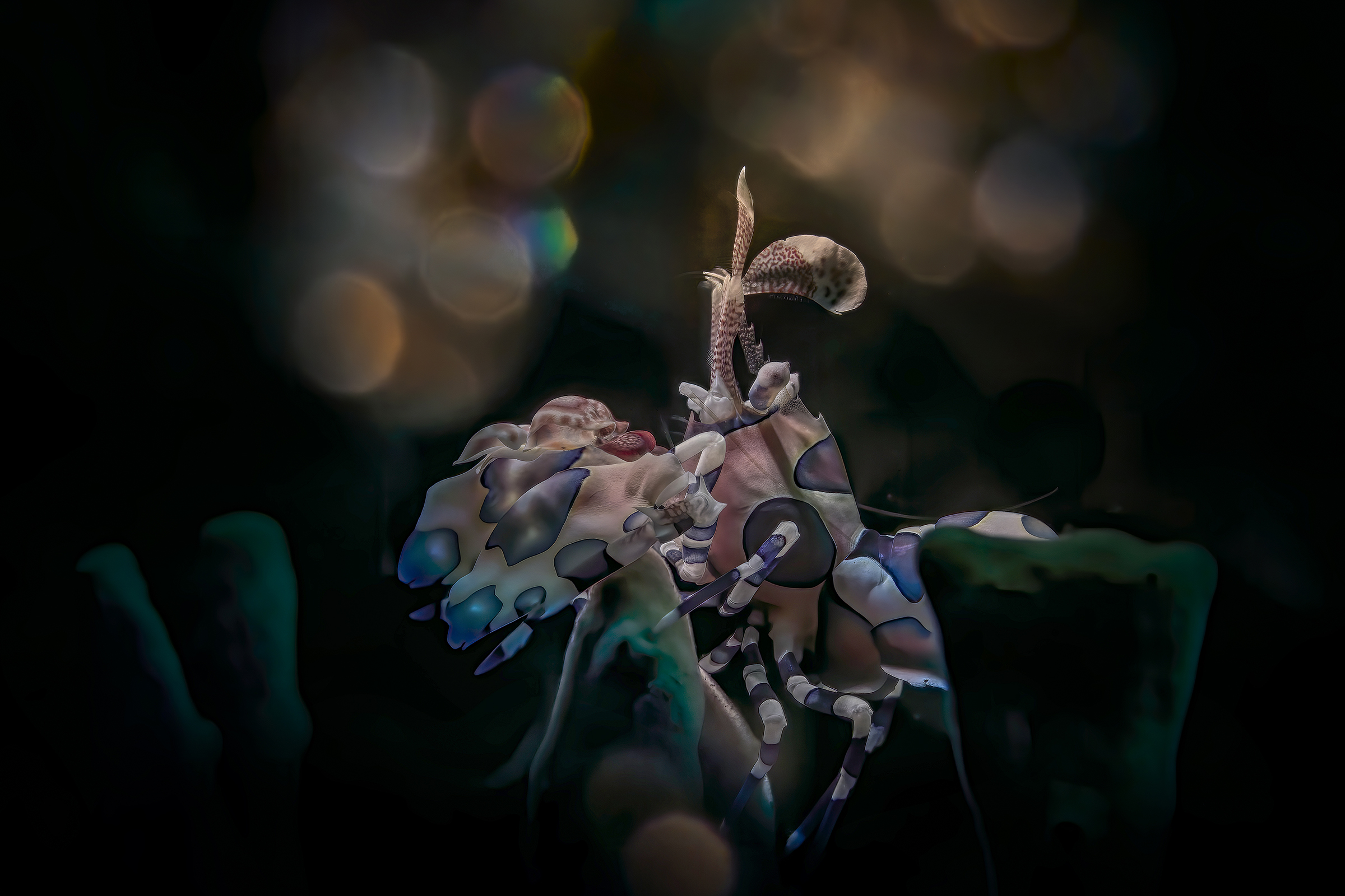 arlequin shrimp Hymenocera picta