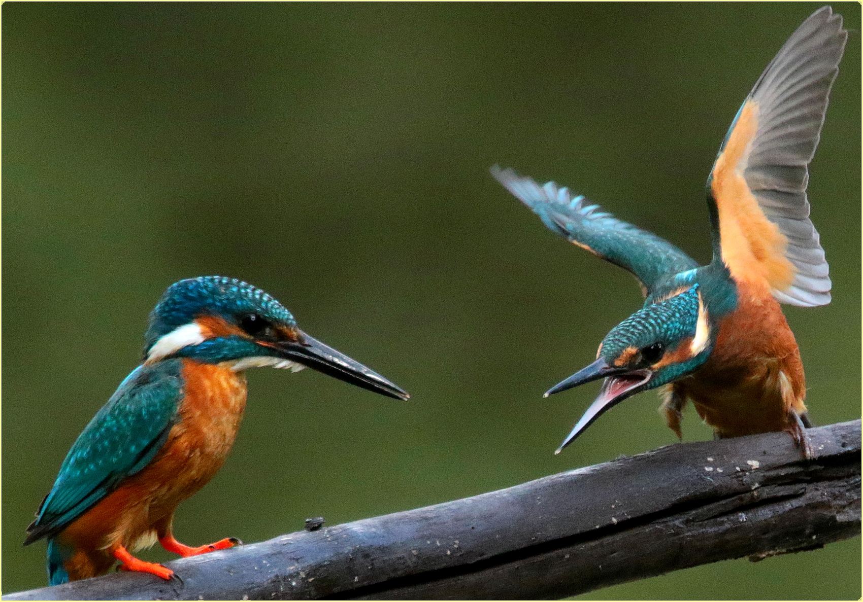 ''little bickering''