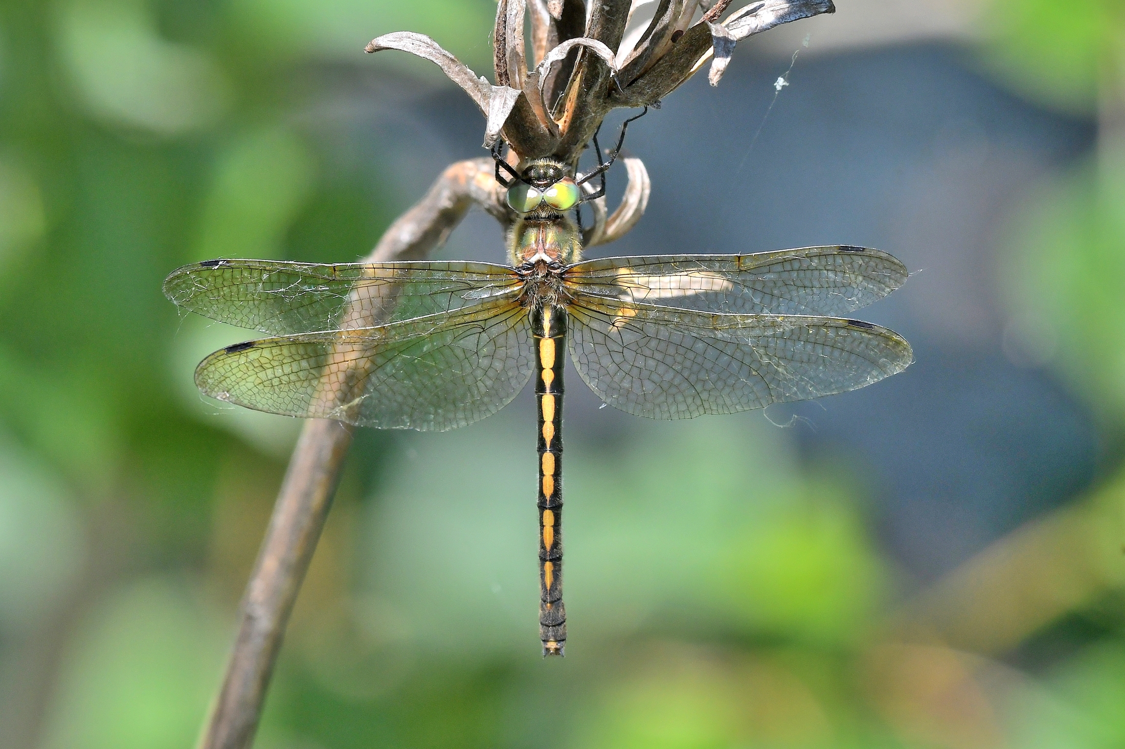 Oxygastra curtisii ( maschio )
