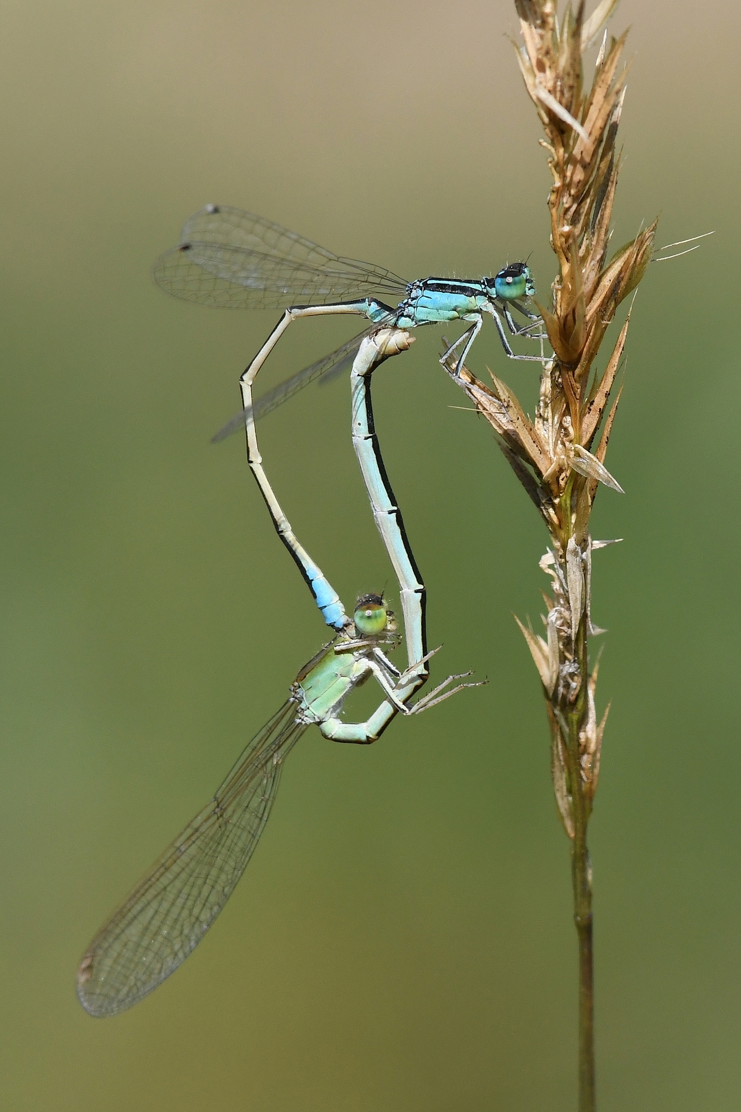 Ischnura pumilio ( mating )