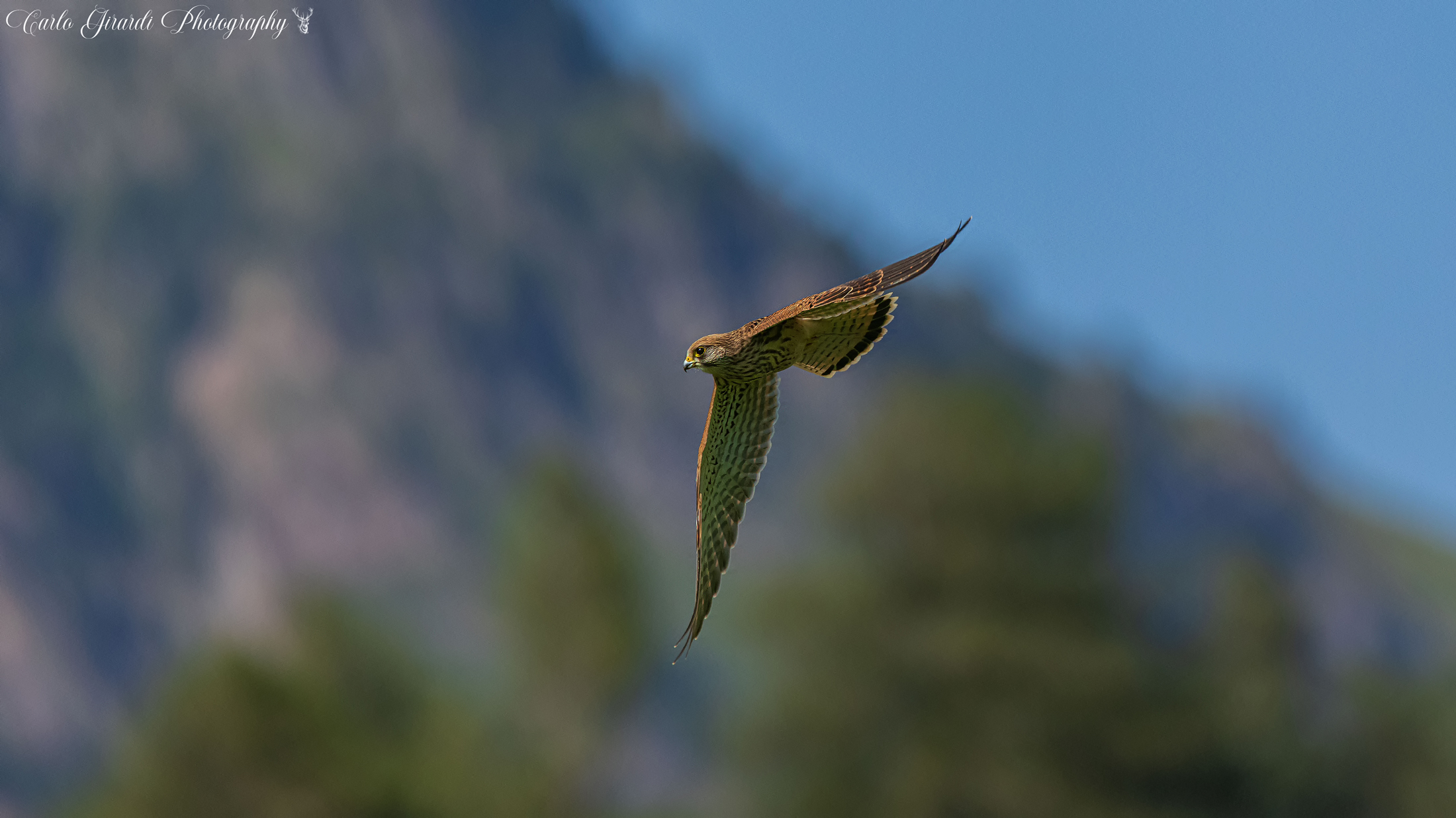 Kestrel