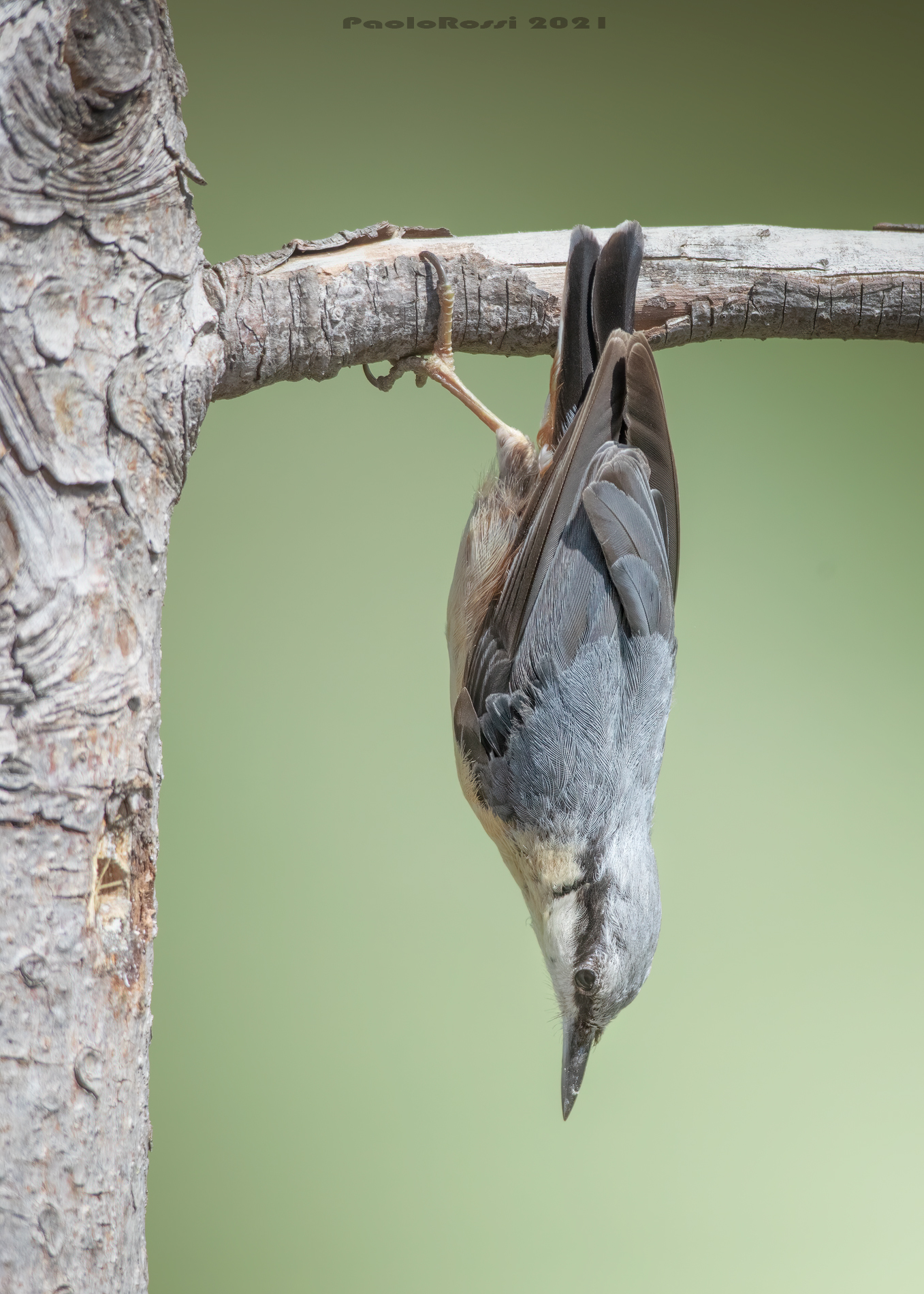 Nuthatch...